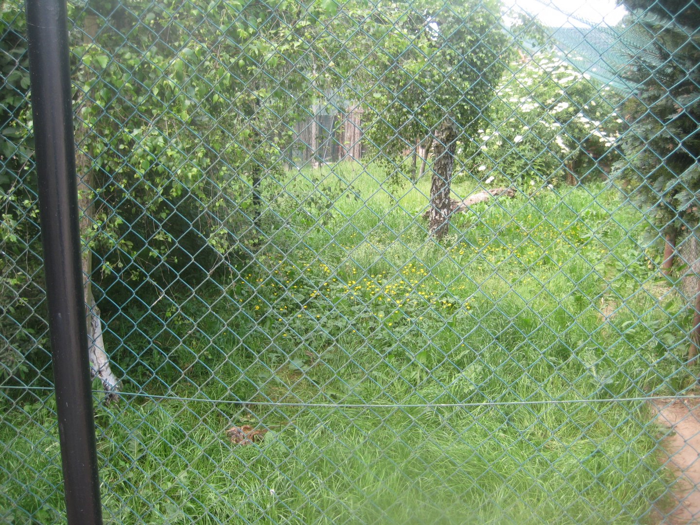 Munkholm Zoo - Serval exhibit #2