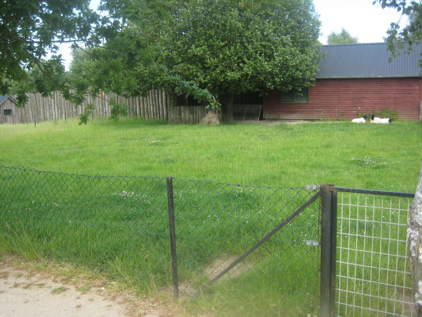Munkholm Zoo - Somali sheep exhibit