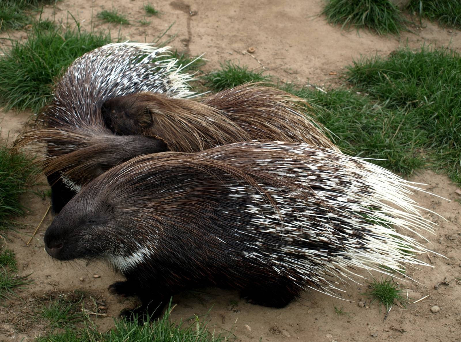 Munkholm Zoo - Southern African porcupines