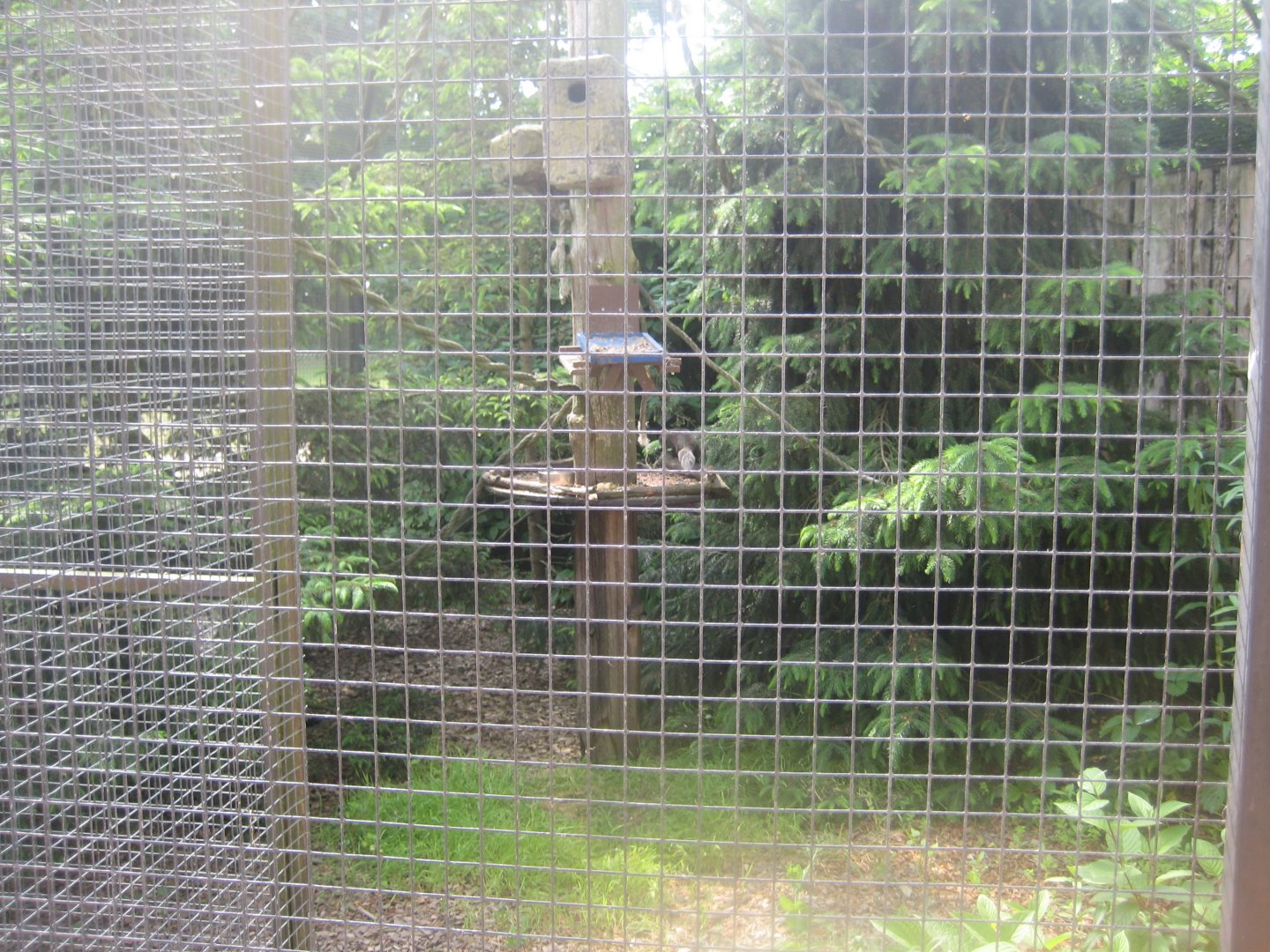 Munkholm Zoo - Squirrel exhibit