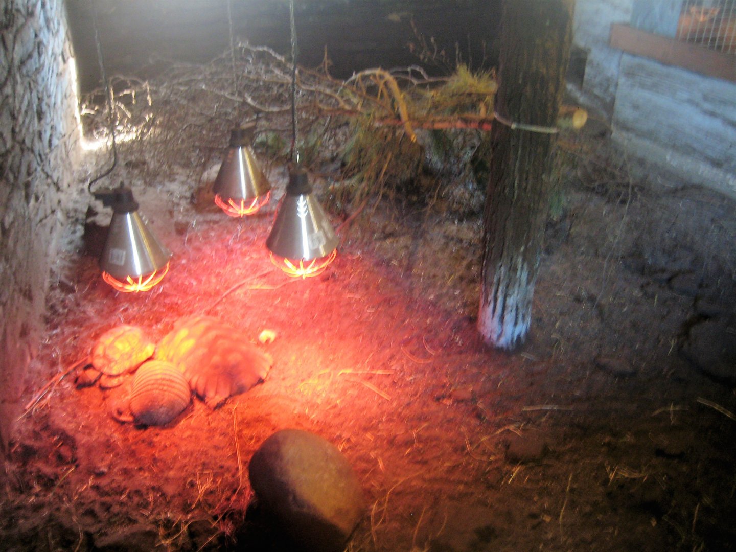 Munkholm Zoo - Stable building - Armadillo/tortoise exhibit