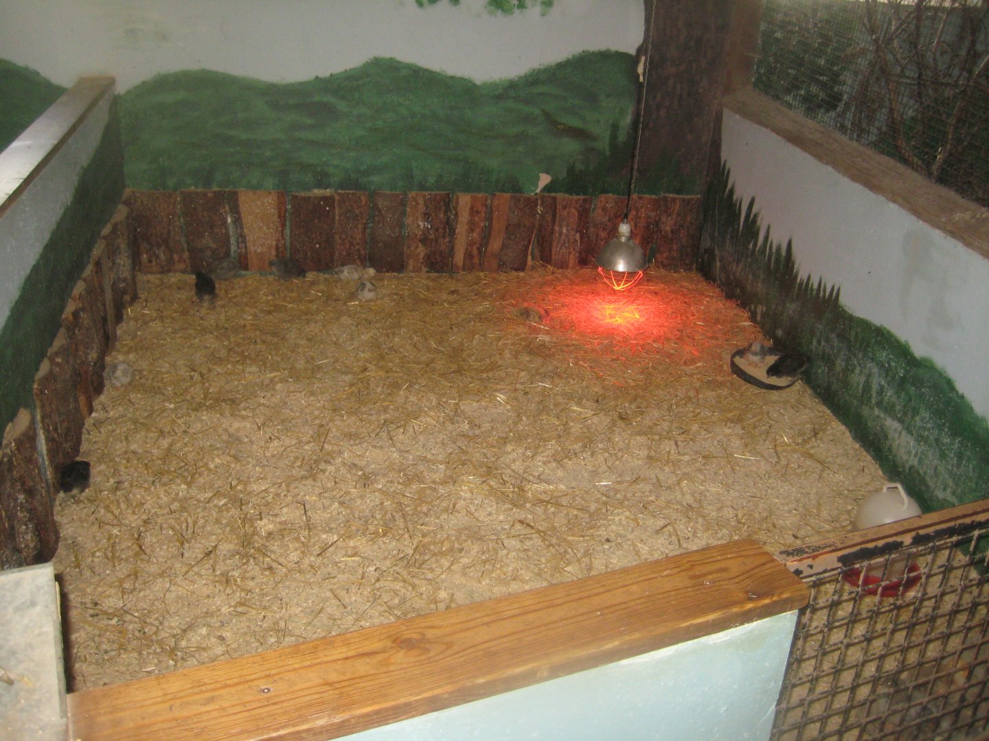 Munkholm Zoo - Stable building - Chicken exhibit