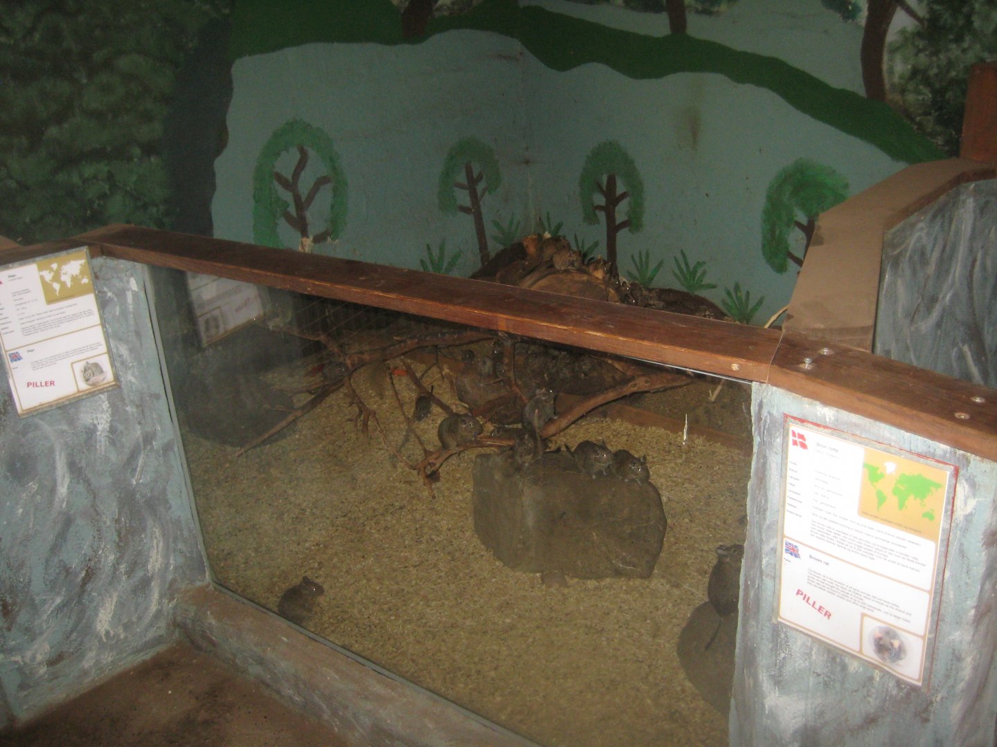 Munkholm Zoo - Stable building - Degu exhibit