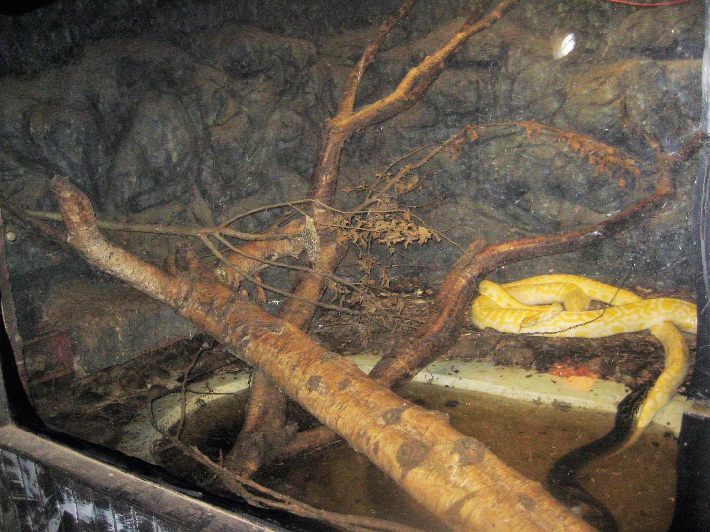 Munkholm Zoo - Stable building - Mixed snake exhibit #2