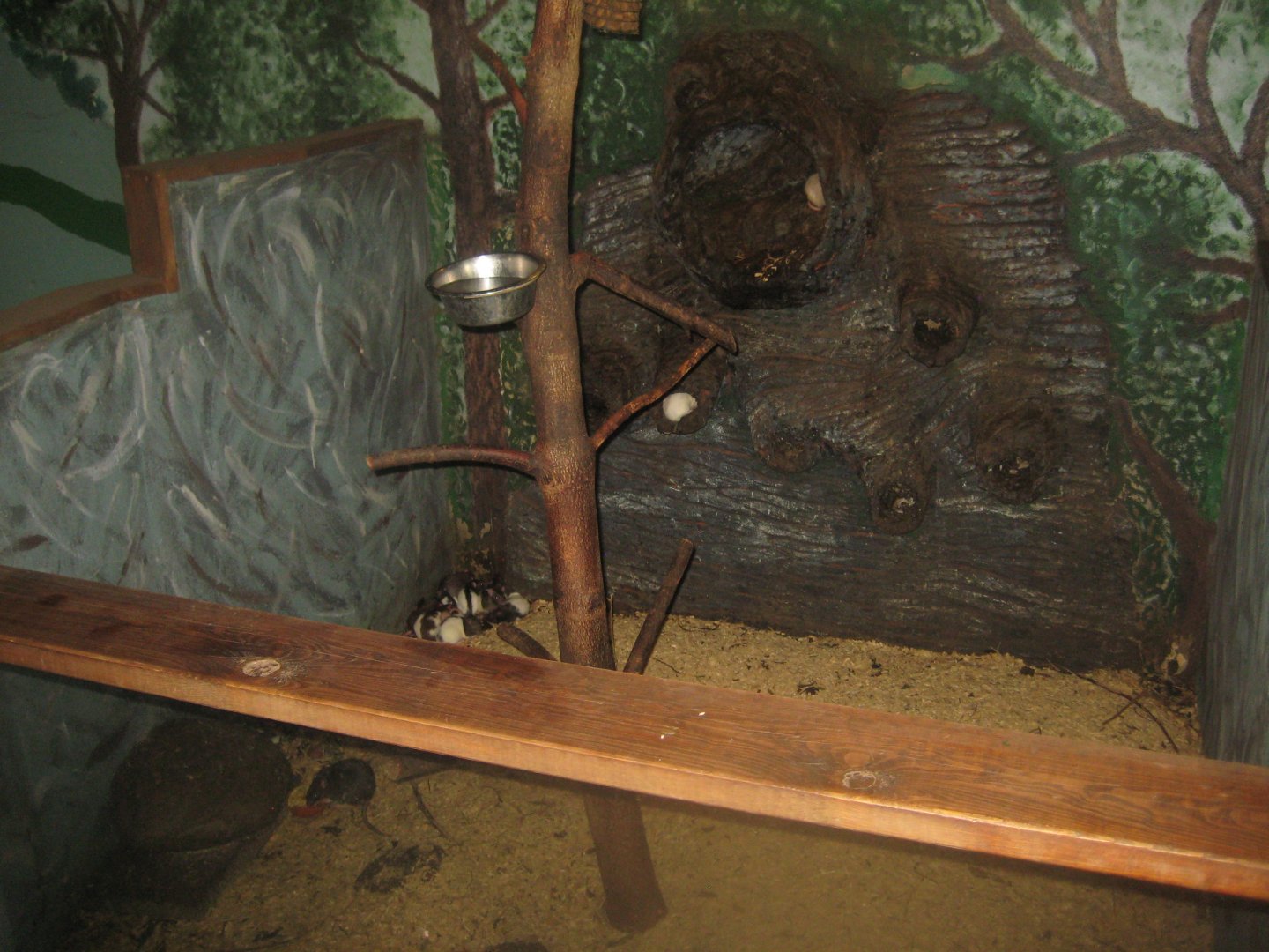 Munkholm Zoo - Stable building - Rat exhibit