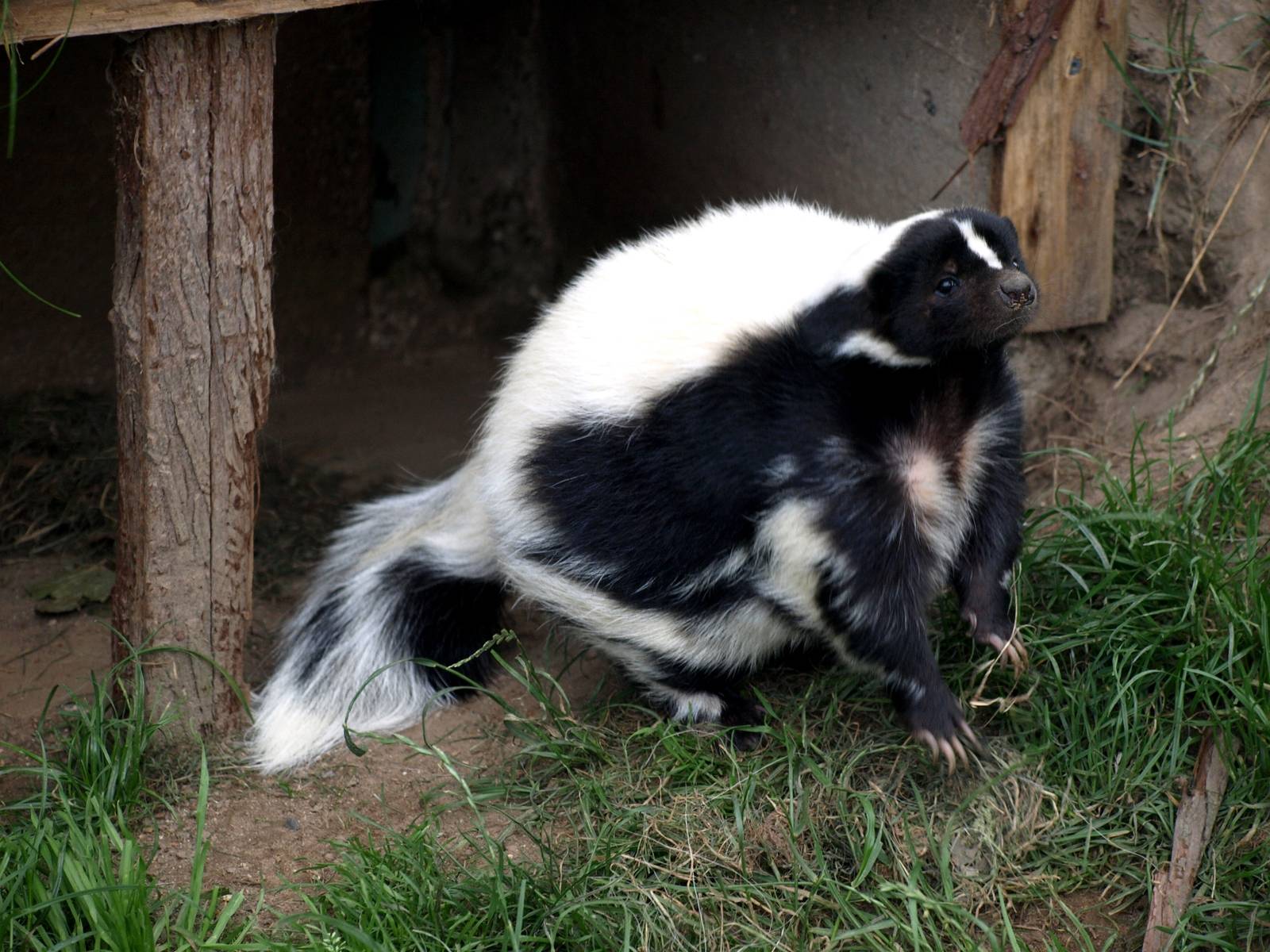Munkholm Zoo - Striped skunk