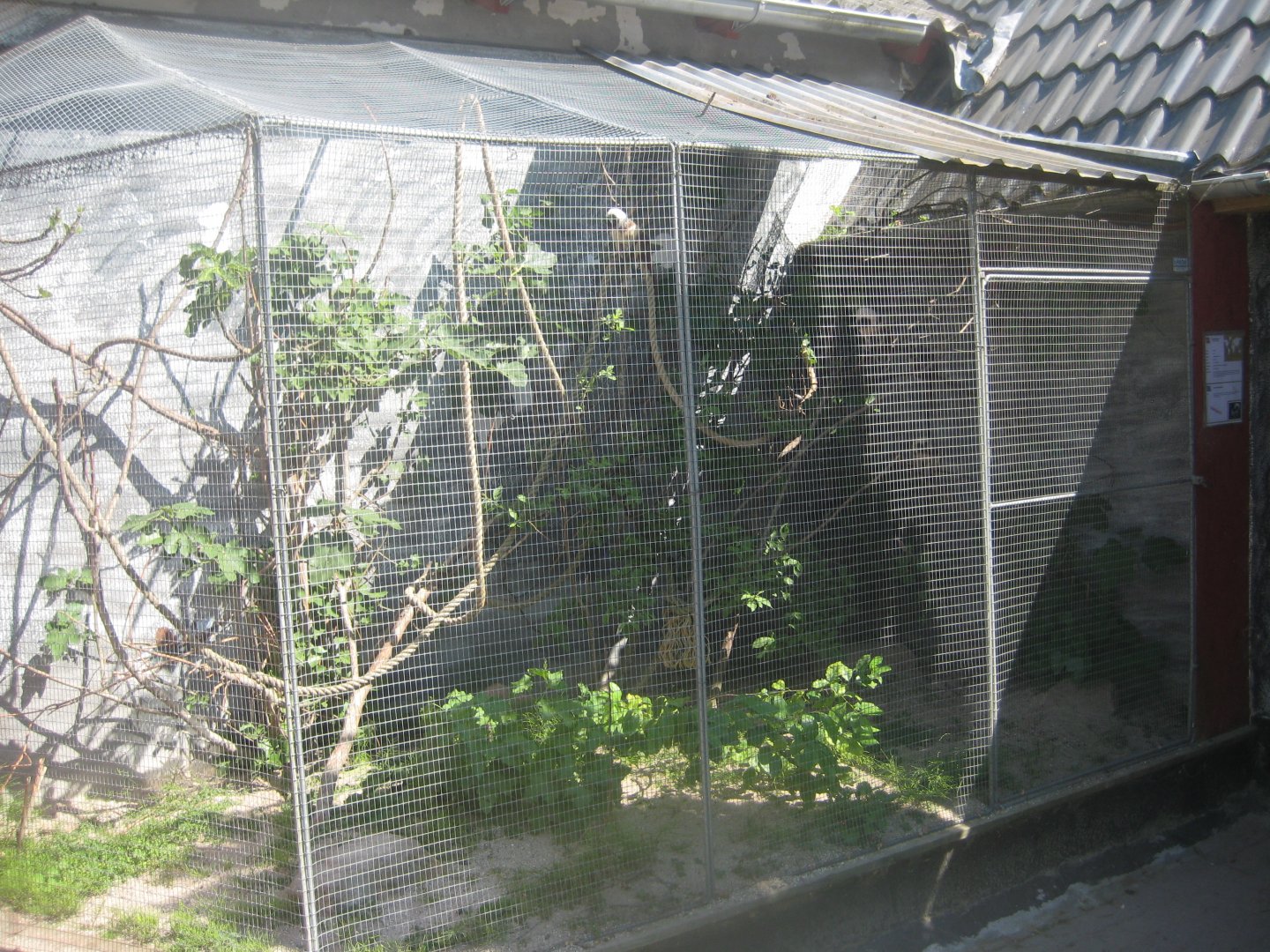 Munkholm Zoo - Tamarin exhibit