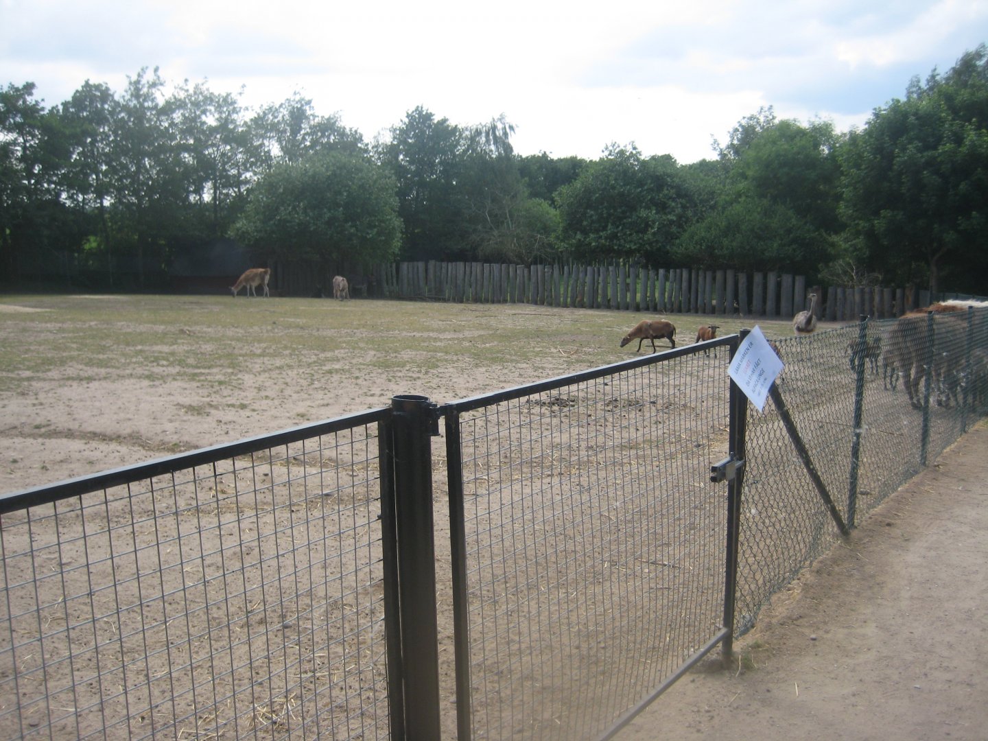 Munkholm Zoo - "The llama field"