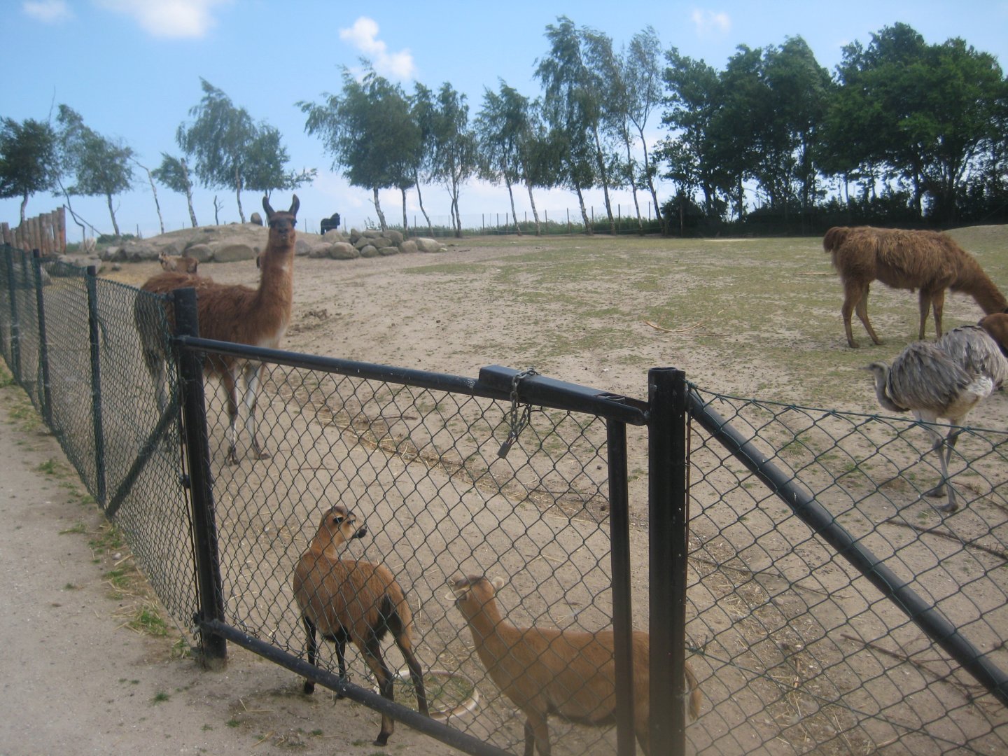 Munkholm Zoo - "The llama field"