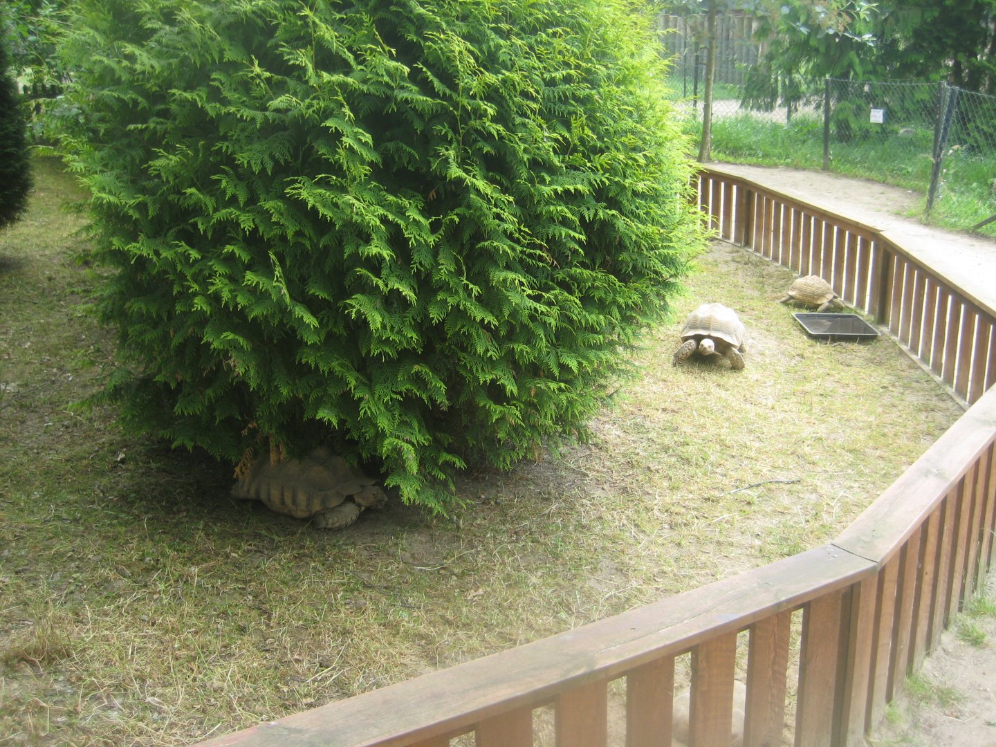 Munkholm Zoo - Tortoise exhibit