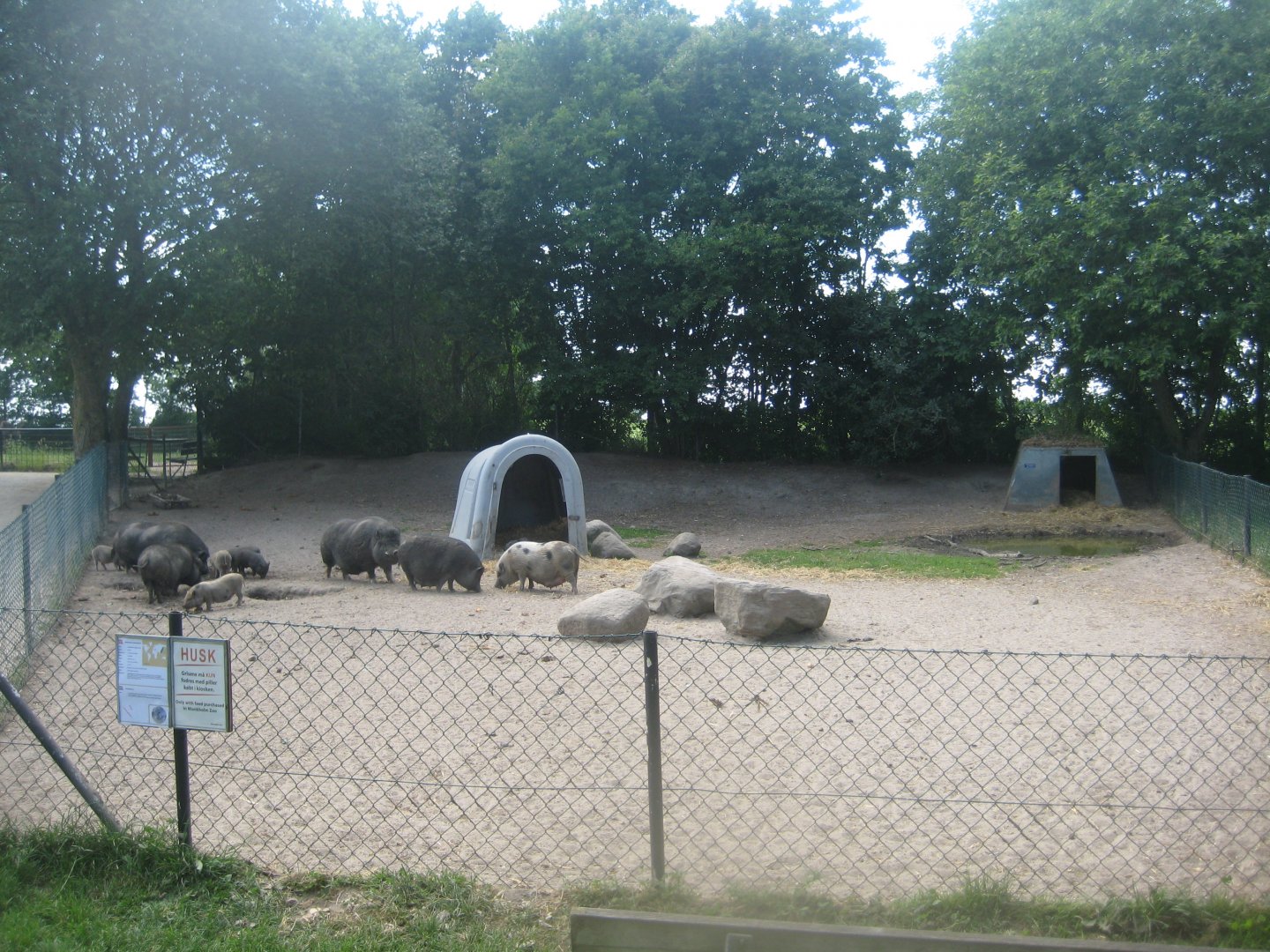 Munkholm Zoo - Vietnamese potbelly pig exhibit
