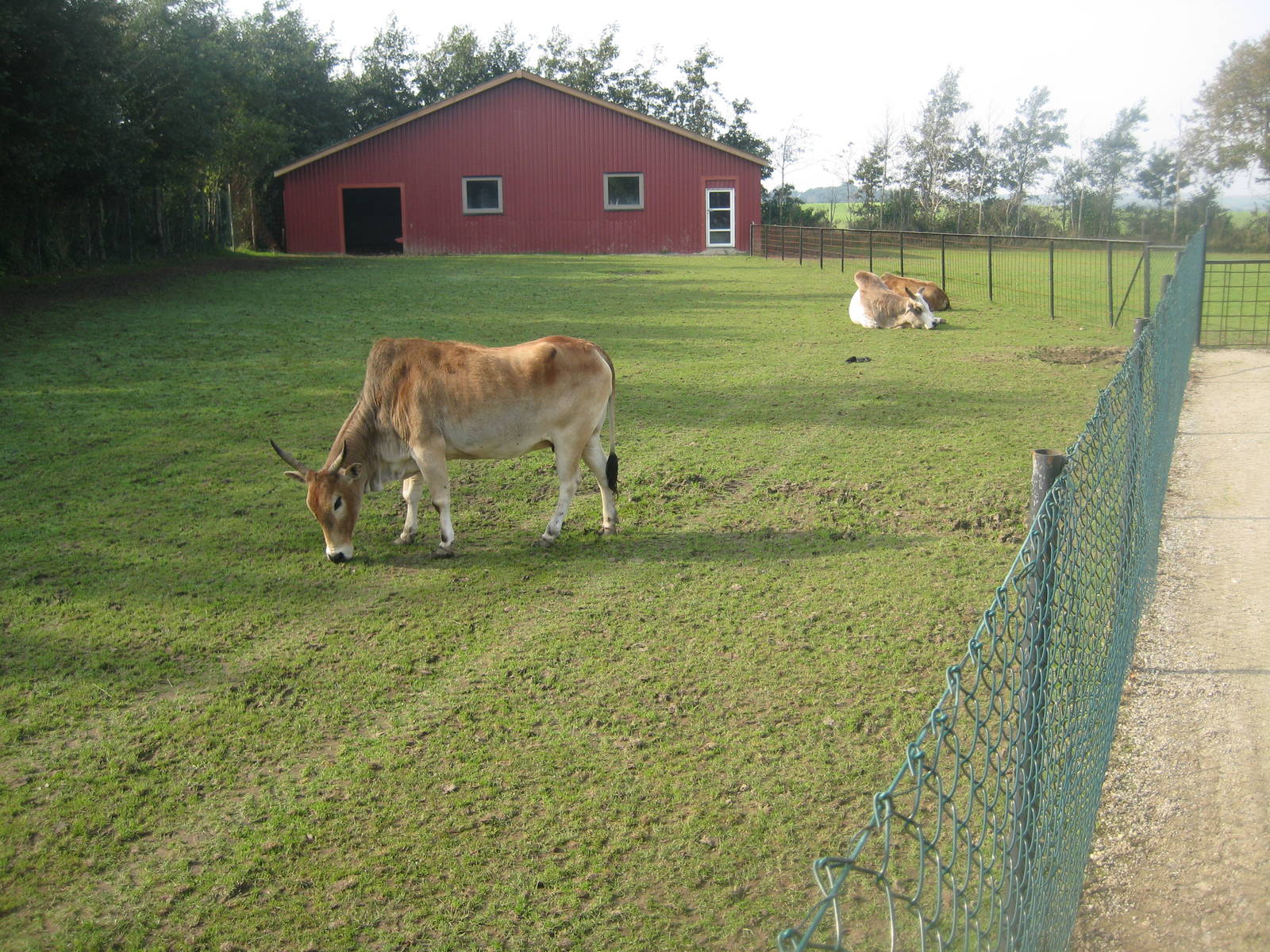 Munkholm Zoo - zebu exhibit