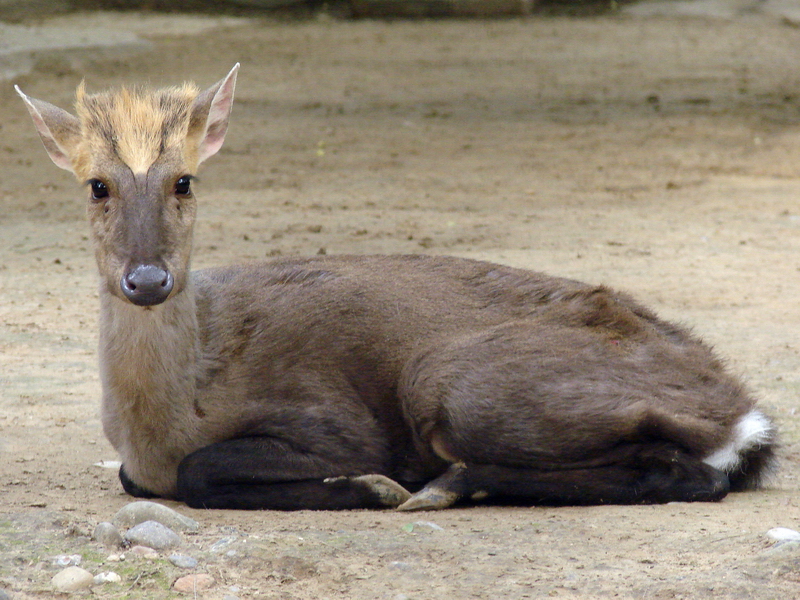Muntiacus crinifrons / Black Muntjac (male)