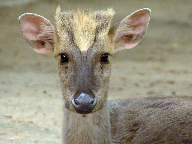 Muntiacus crinifrons / Black Muntjac (male)