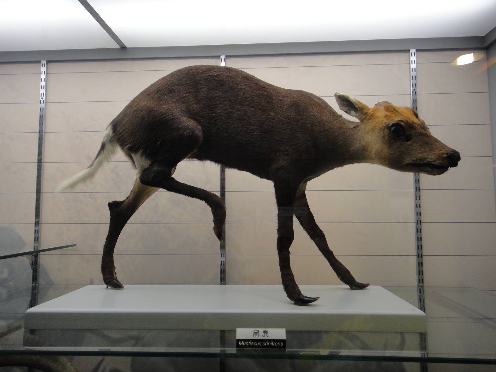 Muntiacus crinifrons