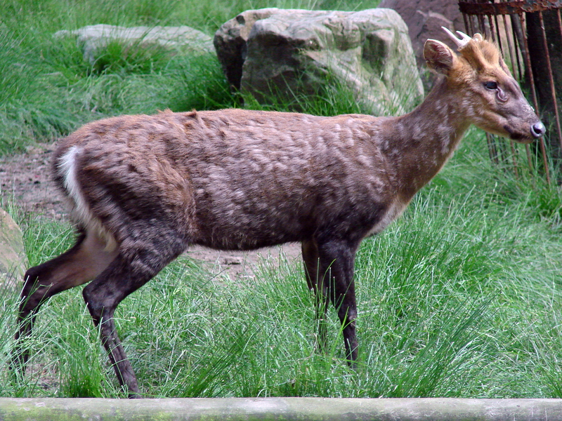 Muntiacus gongshanensis / Gongshan Muntjac (male)