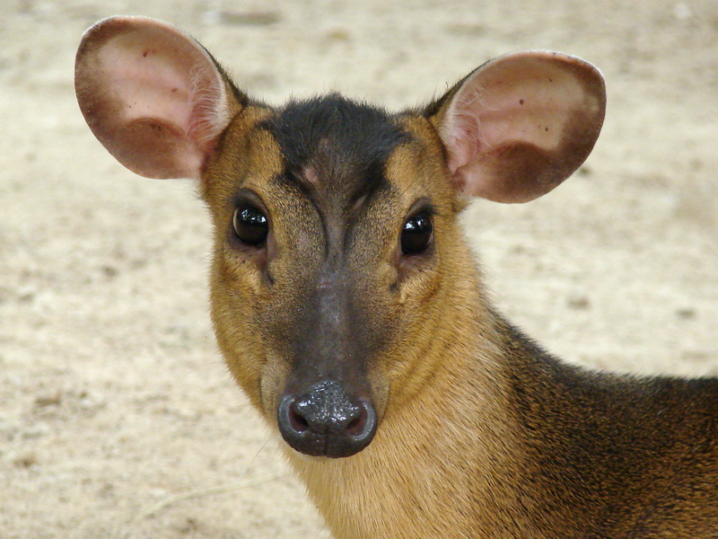 Muntiacus reevesi / Chinese, or Reeves's Muntjac (female)