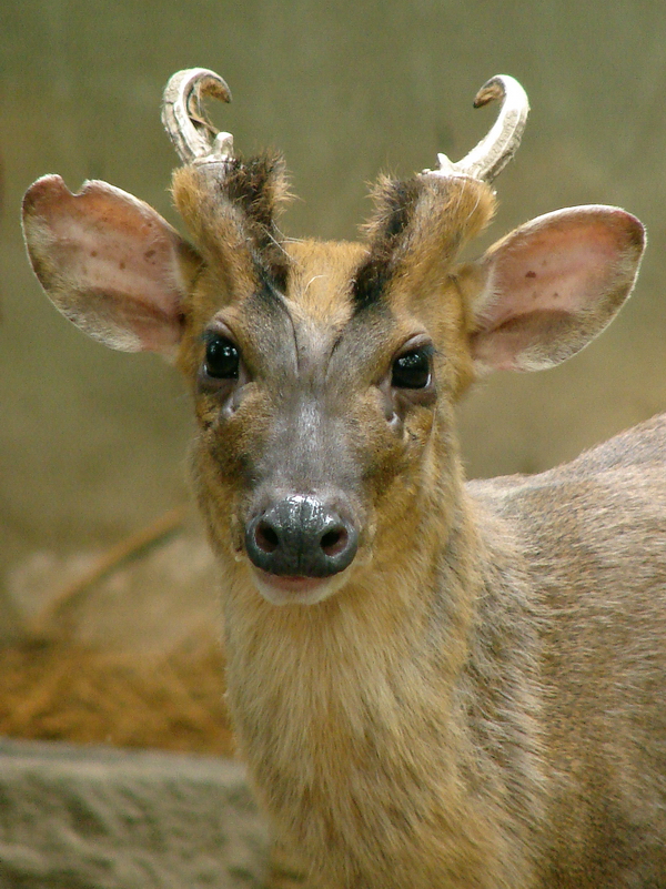 Muntiacus reevesi / Chinese, or Reeves's Muntjac (male)