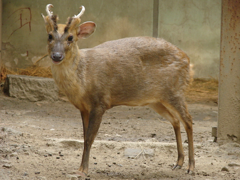 Muntiacus reevesi / Chinese, or Reeves's Muntjac (male)