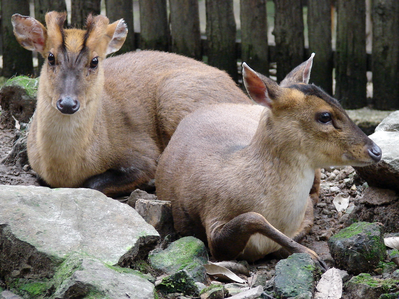 Muntiacus reevesi / Chinese, or Reeves's Muntjac (pair)