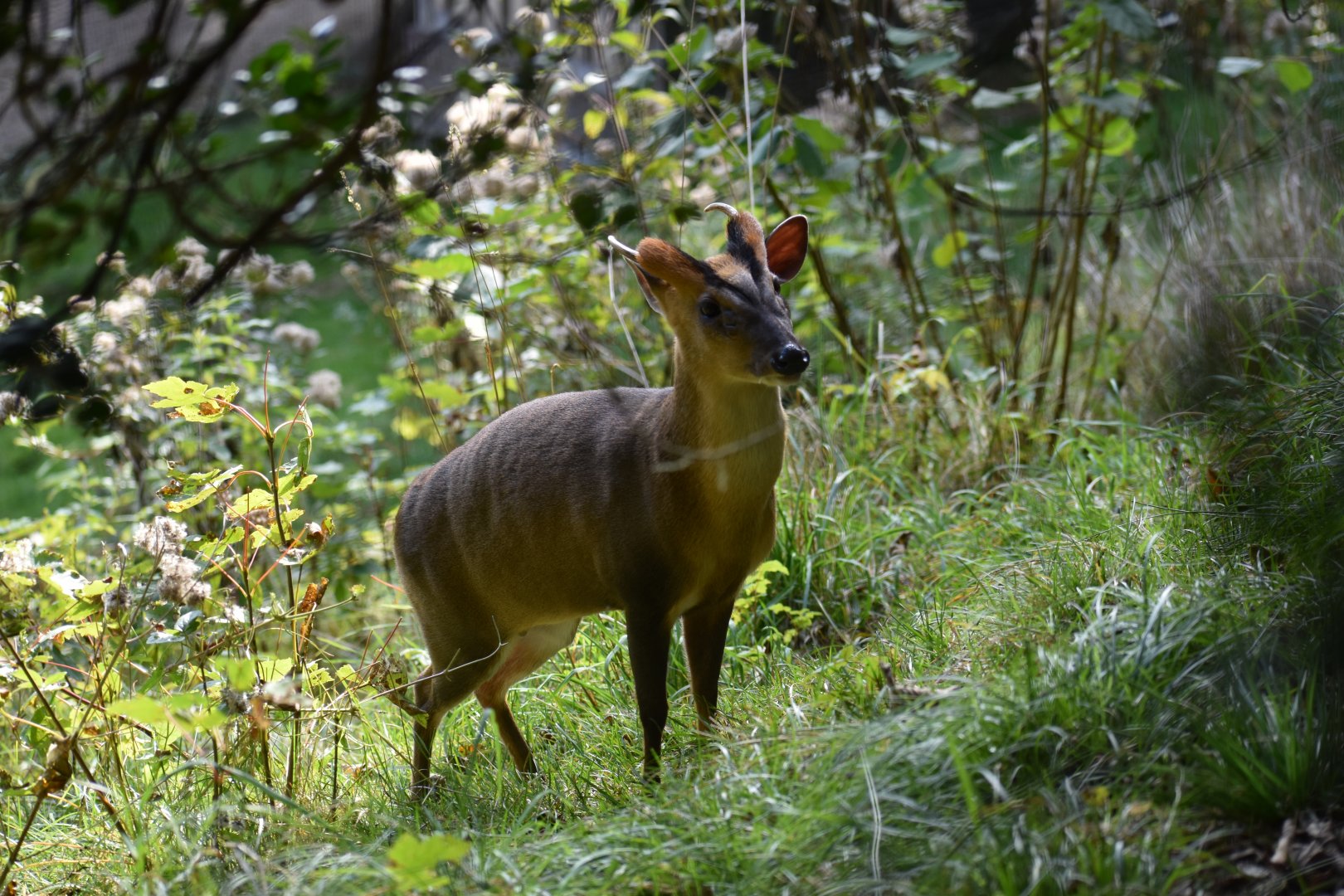 Muntiacus reevesi - Reeves's Muntjac