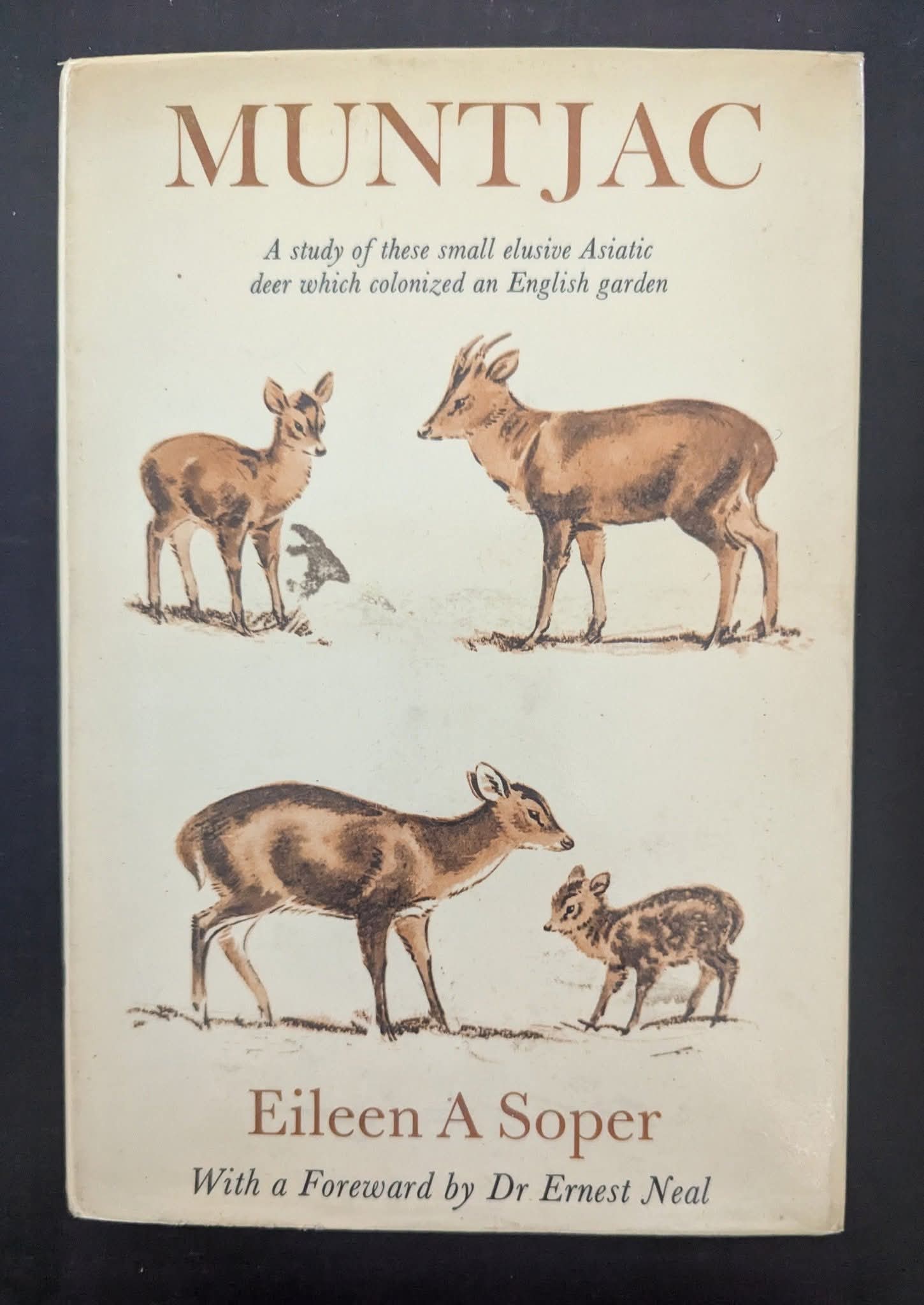 Muntjac: A Study of these small elusive Asiatic deer which colonized an English garden