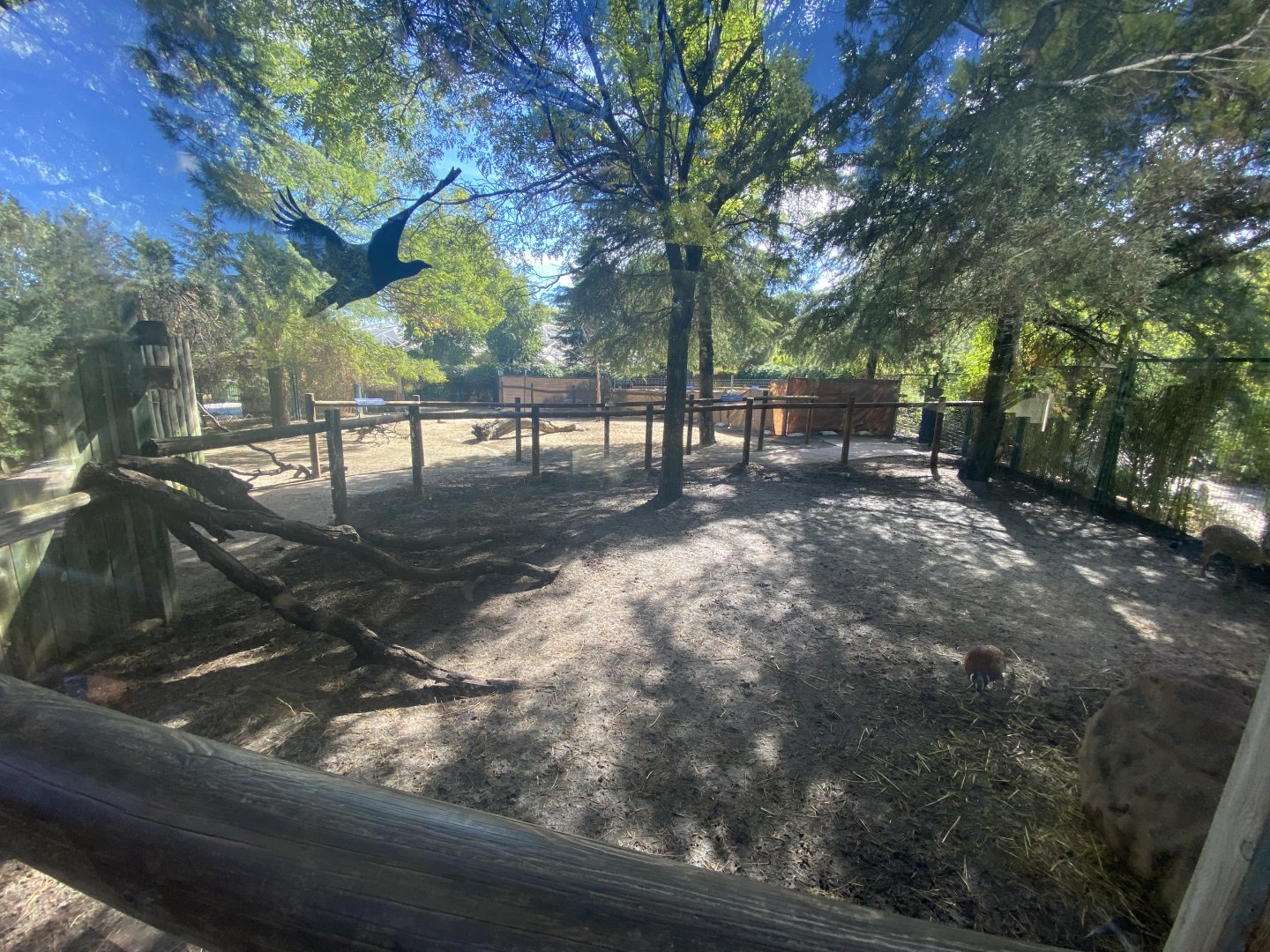 Muntjac and common pheasant enclosure