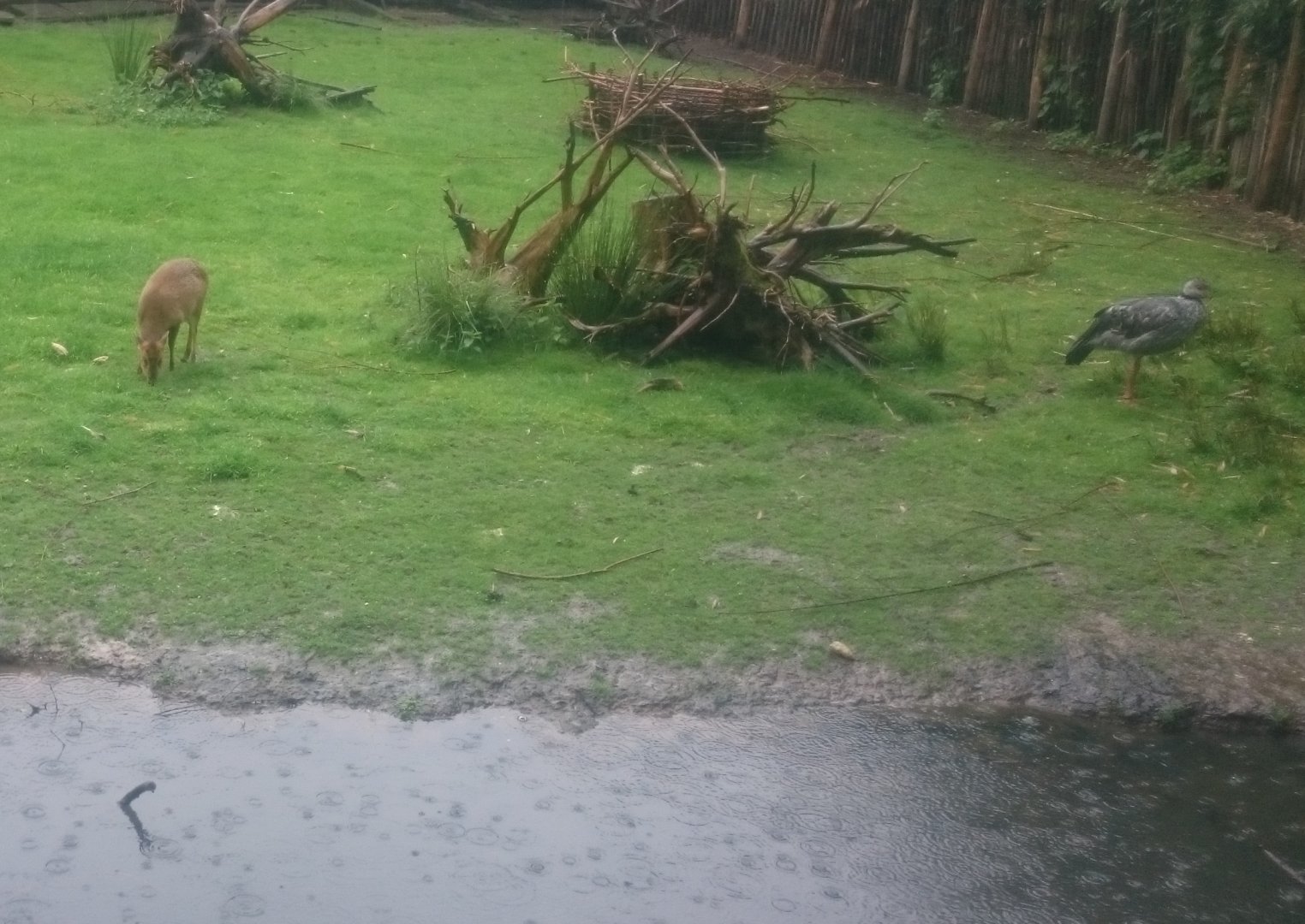 Muntjac and Crested screamer