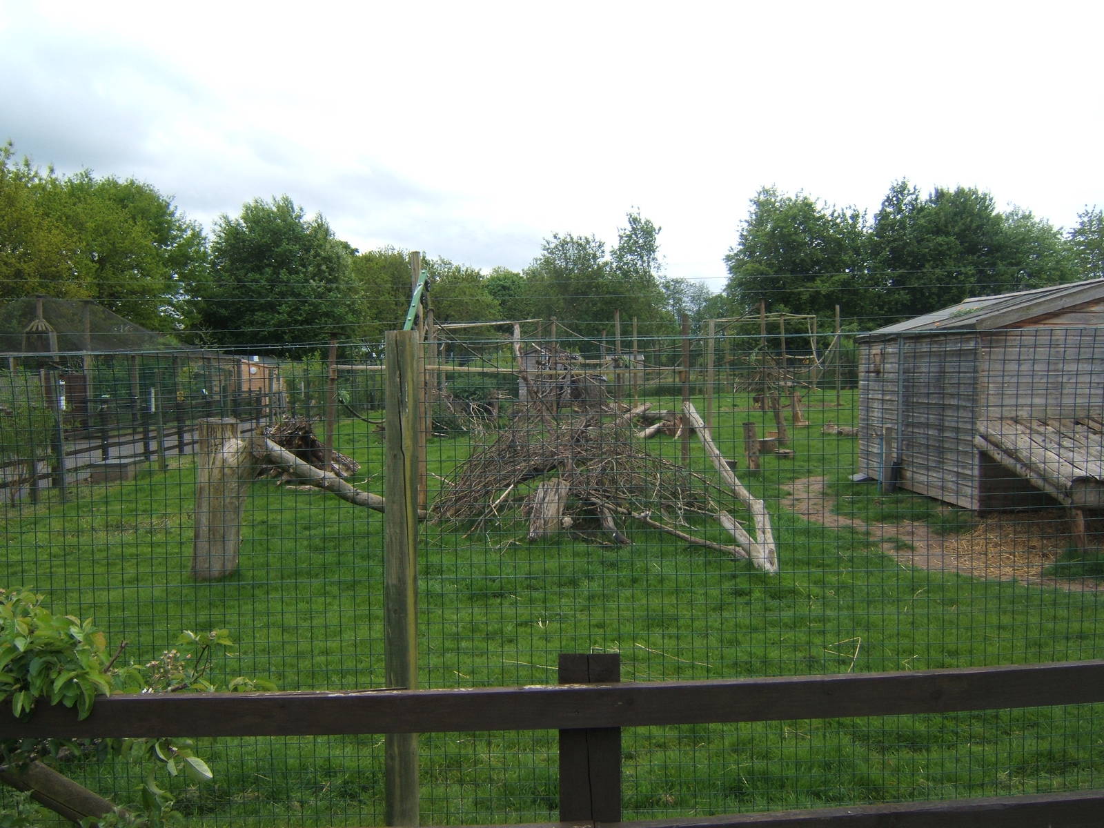Muntjac and lemur enclosure