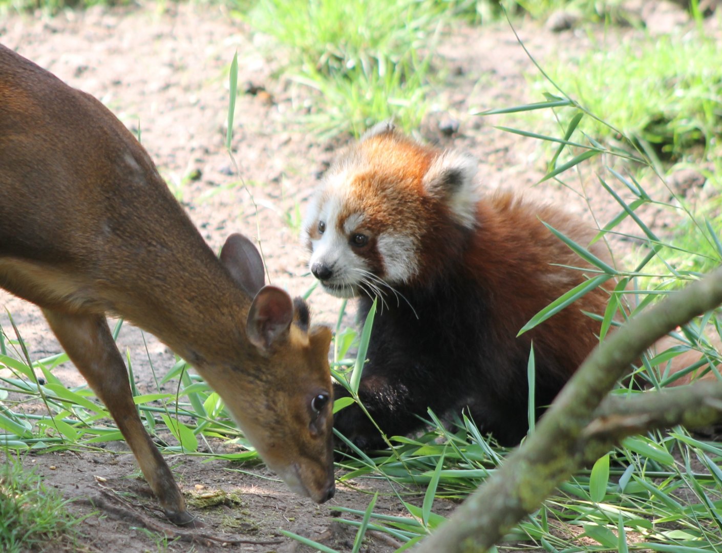 Muntjac and Red panda
