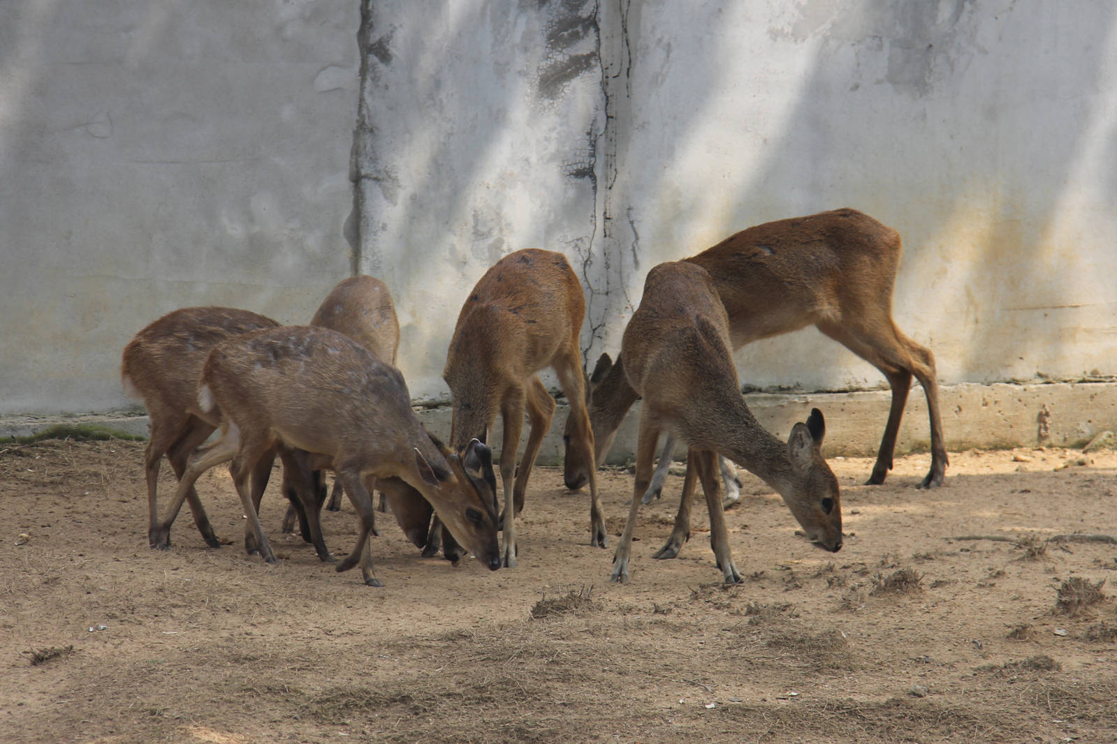 Muntjac and Roe deer