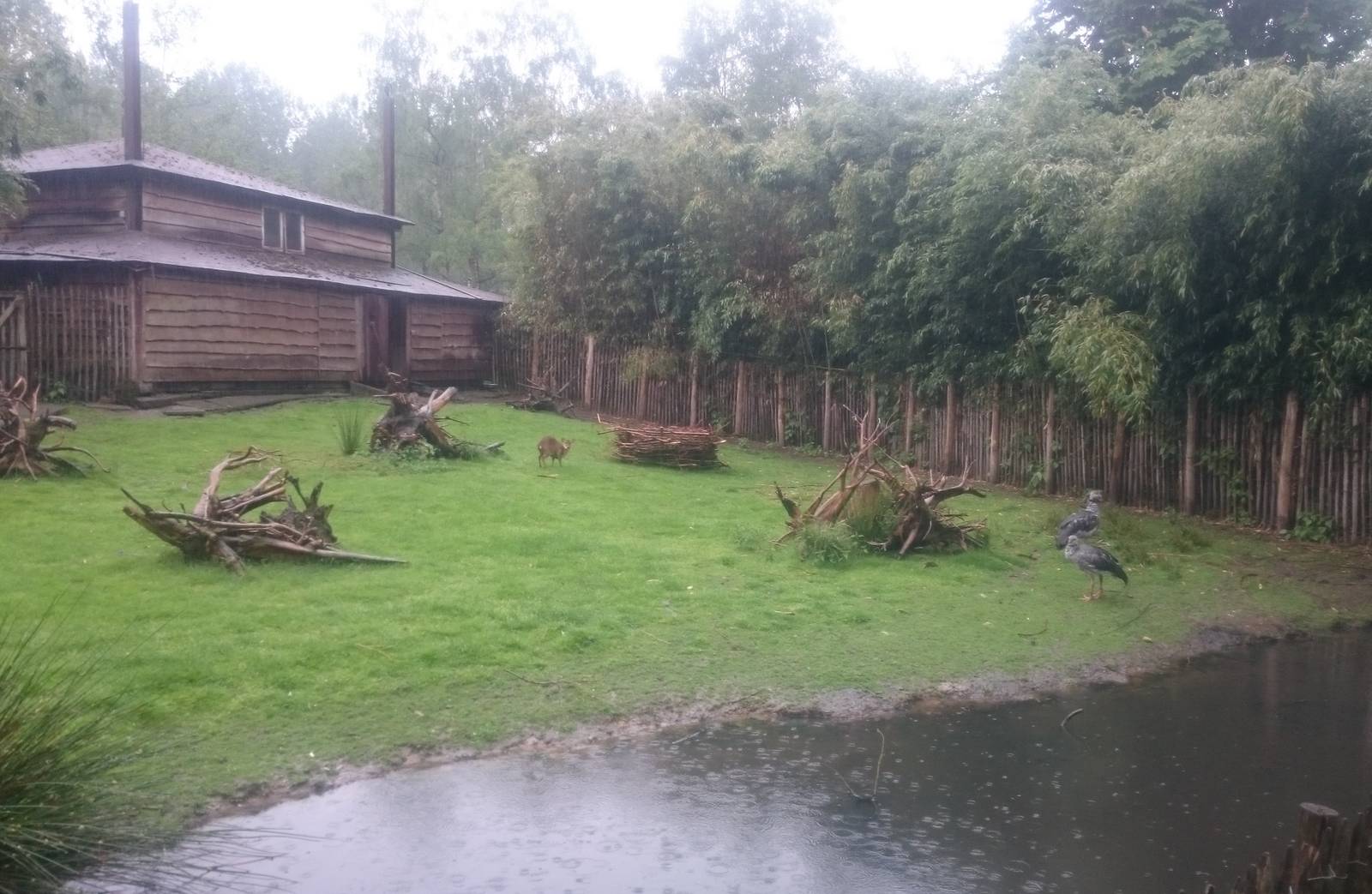 Muntjac and Screamers