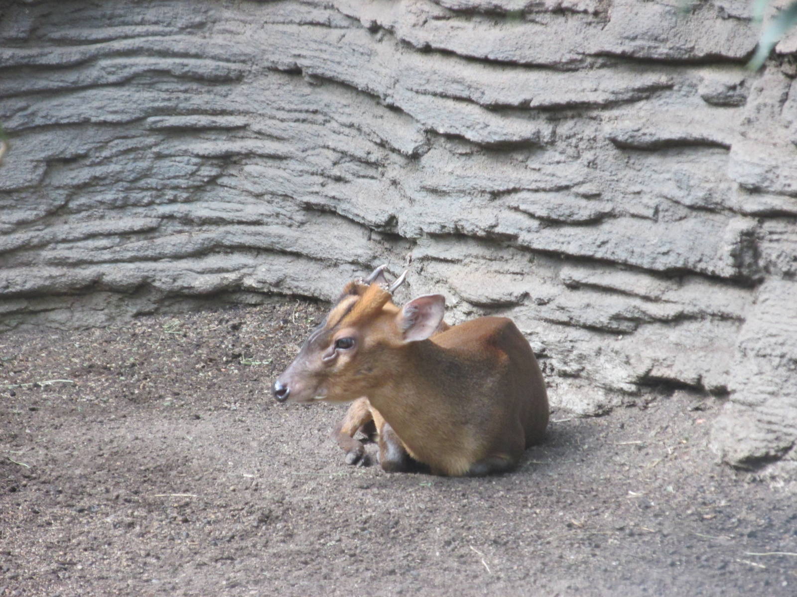 muntjac barcelona zoo
