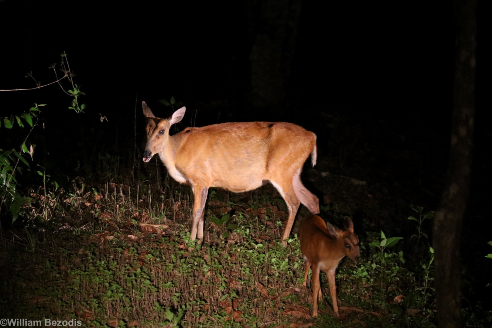 Muntjac Deer and Fawn - Khao Yai National Park