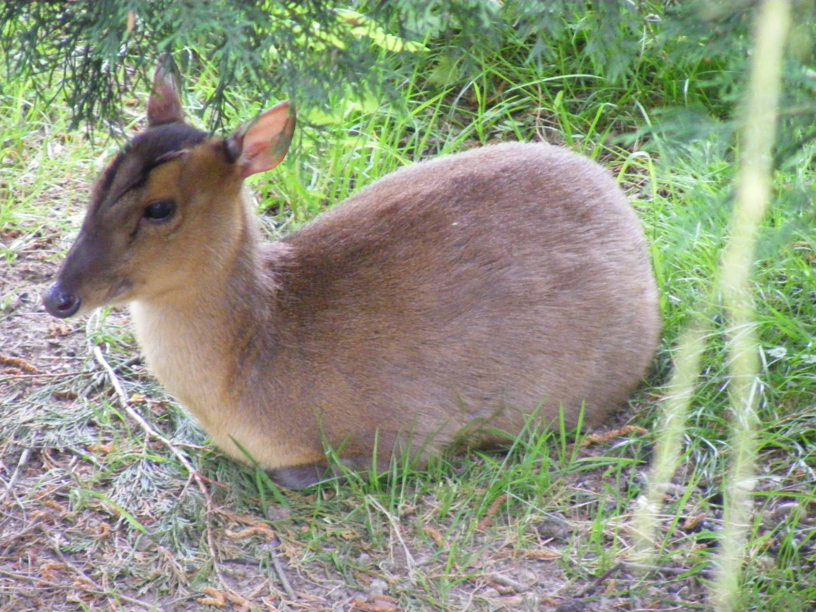 Muntjac deer at British Wildlife Centre, 29 May 2010