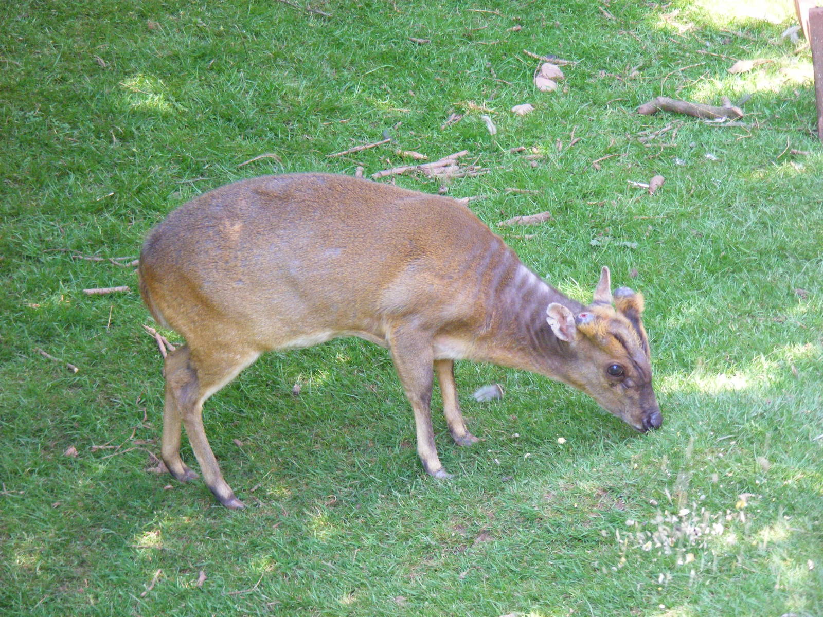 Muntjac deer at South Lakes Wild Animal Park, 23 May 2010