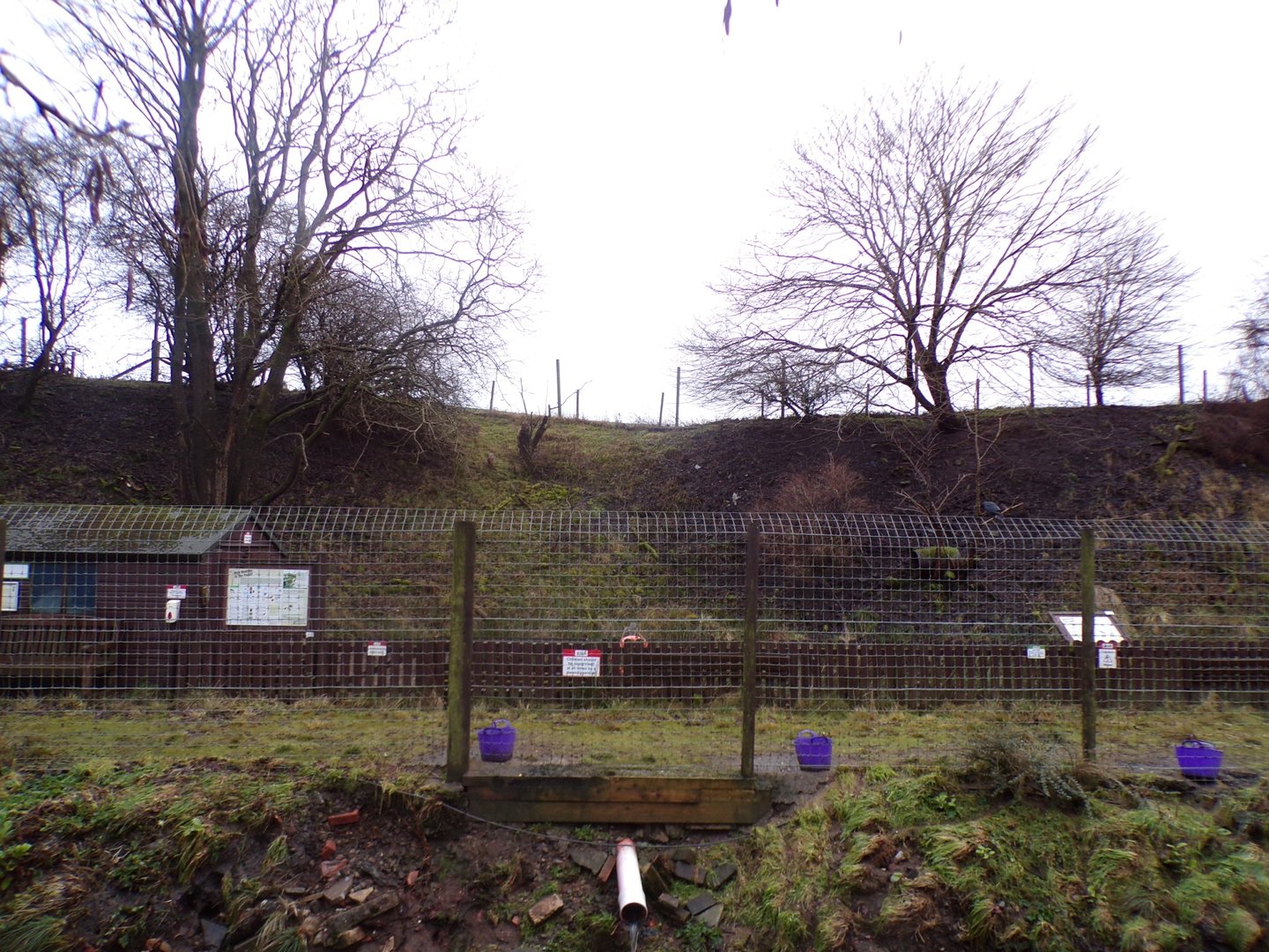 Muntjac deer enclosure 1.1.23