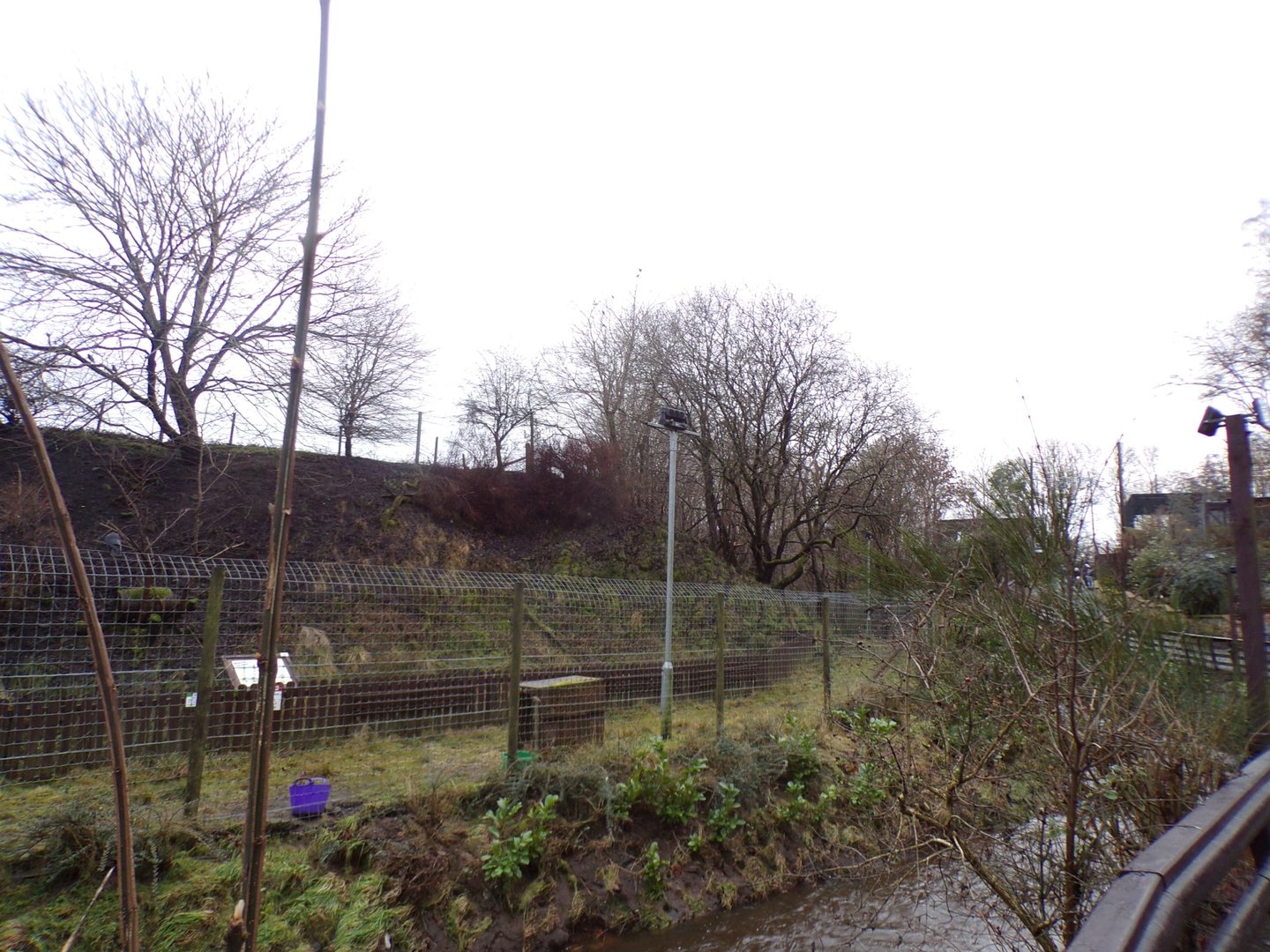 Muntjac deer enclosure 1.1.23