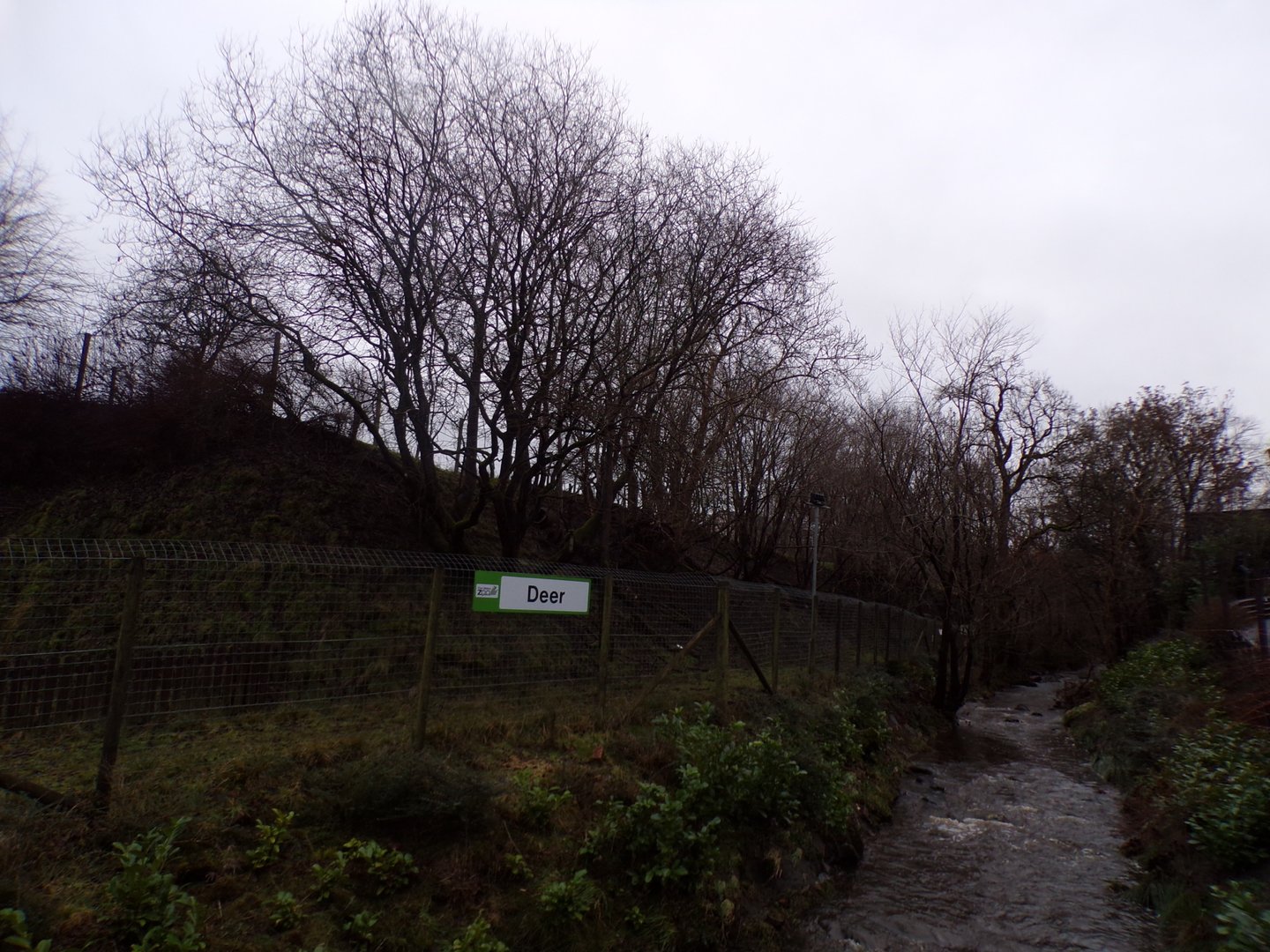 Muntjac deer enclosure 1.1.23