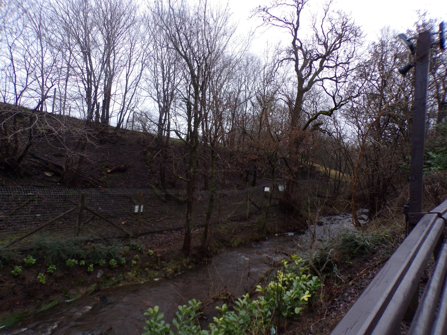 Muntjac deer enclosure 1.1.23