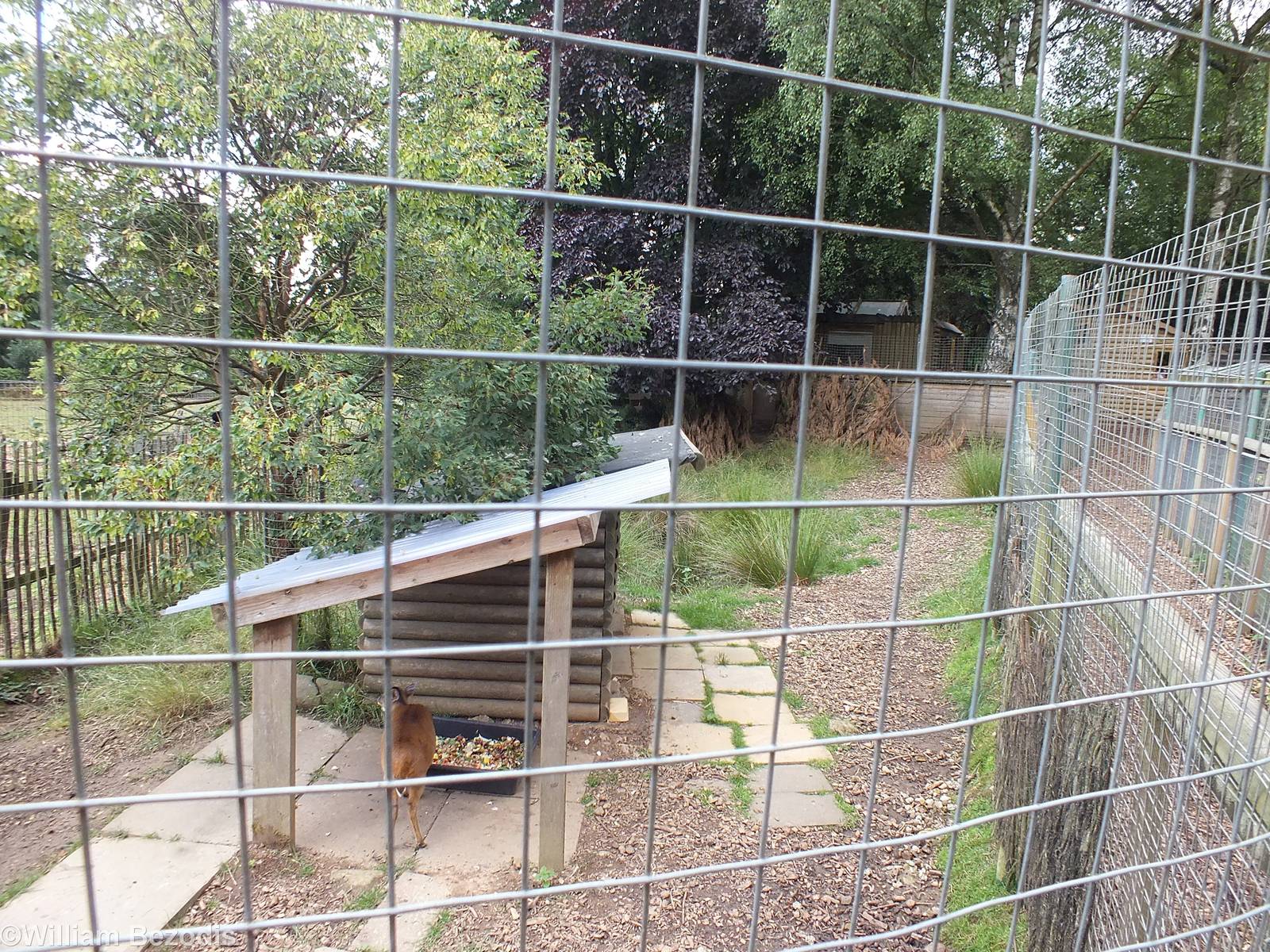Muntjac Deer Enclosure