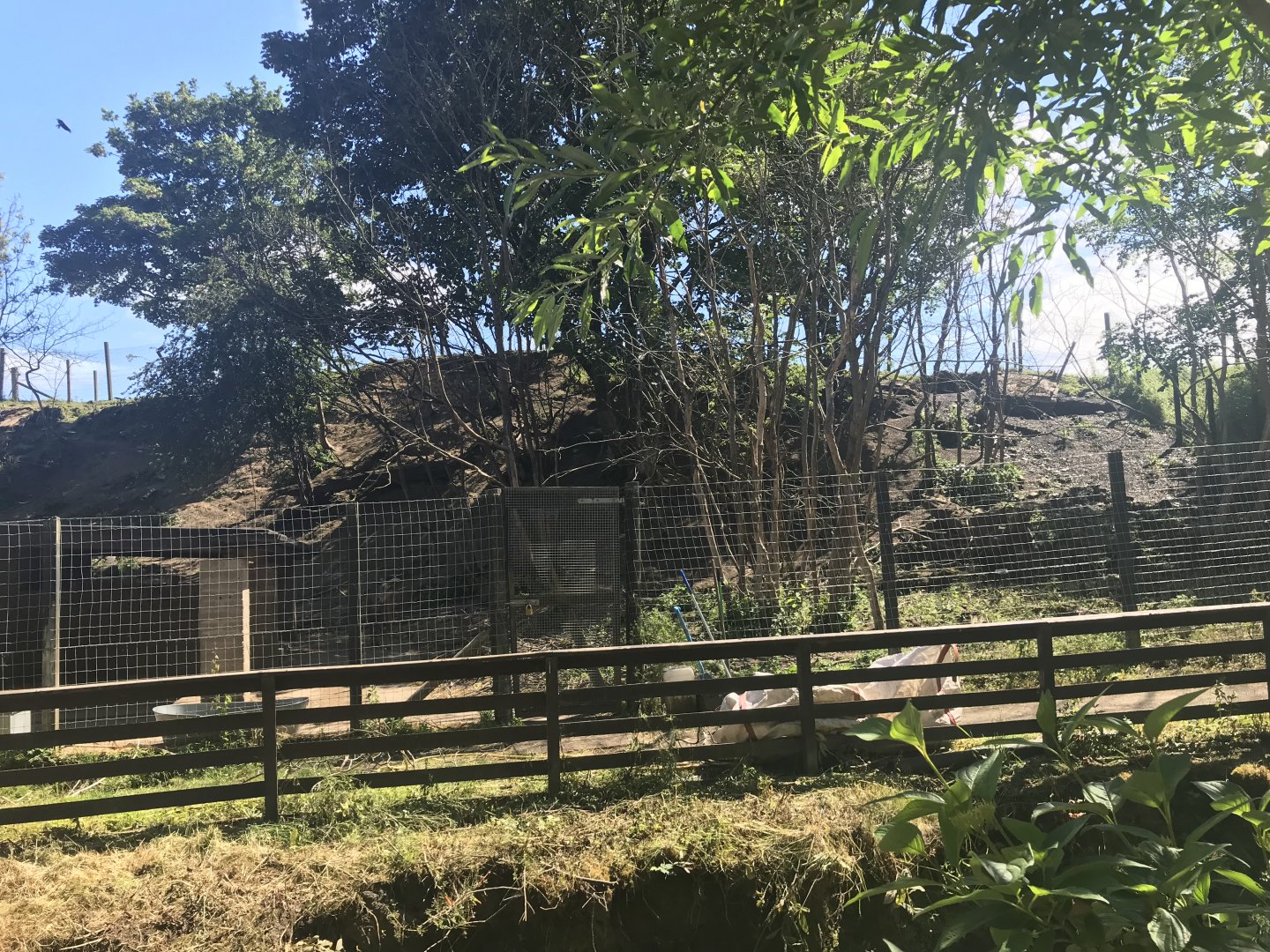 Muntjac deer enclosure