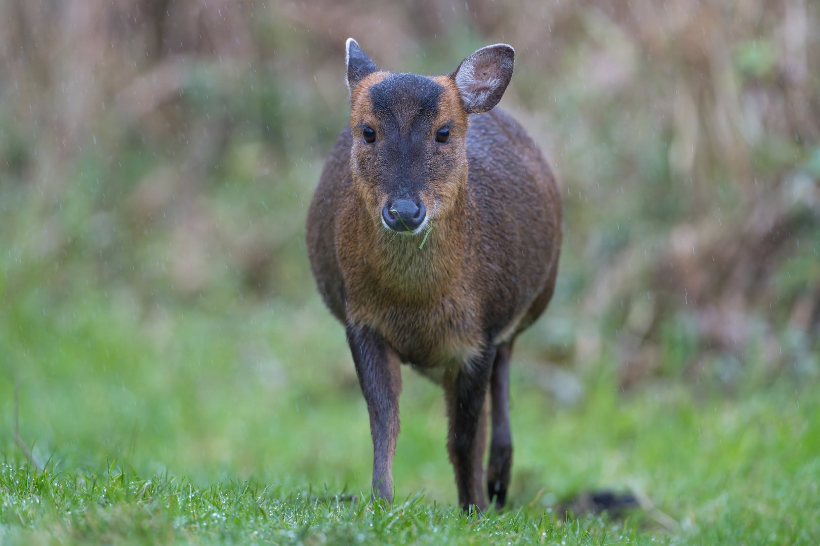 Muntjac Deer (f), wild, UK
