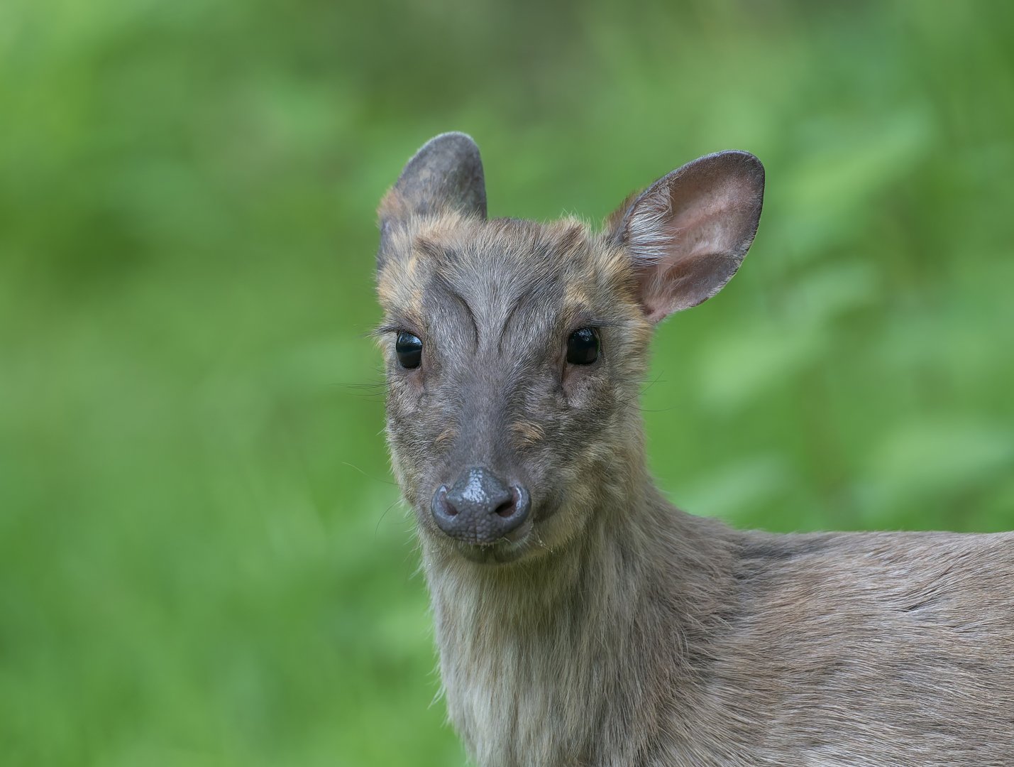 Muntjac deer (wild) UK