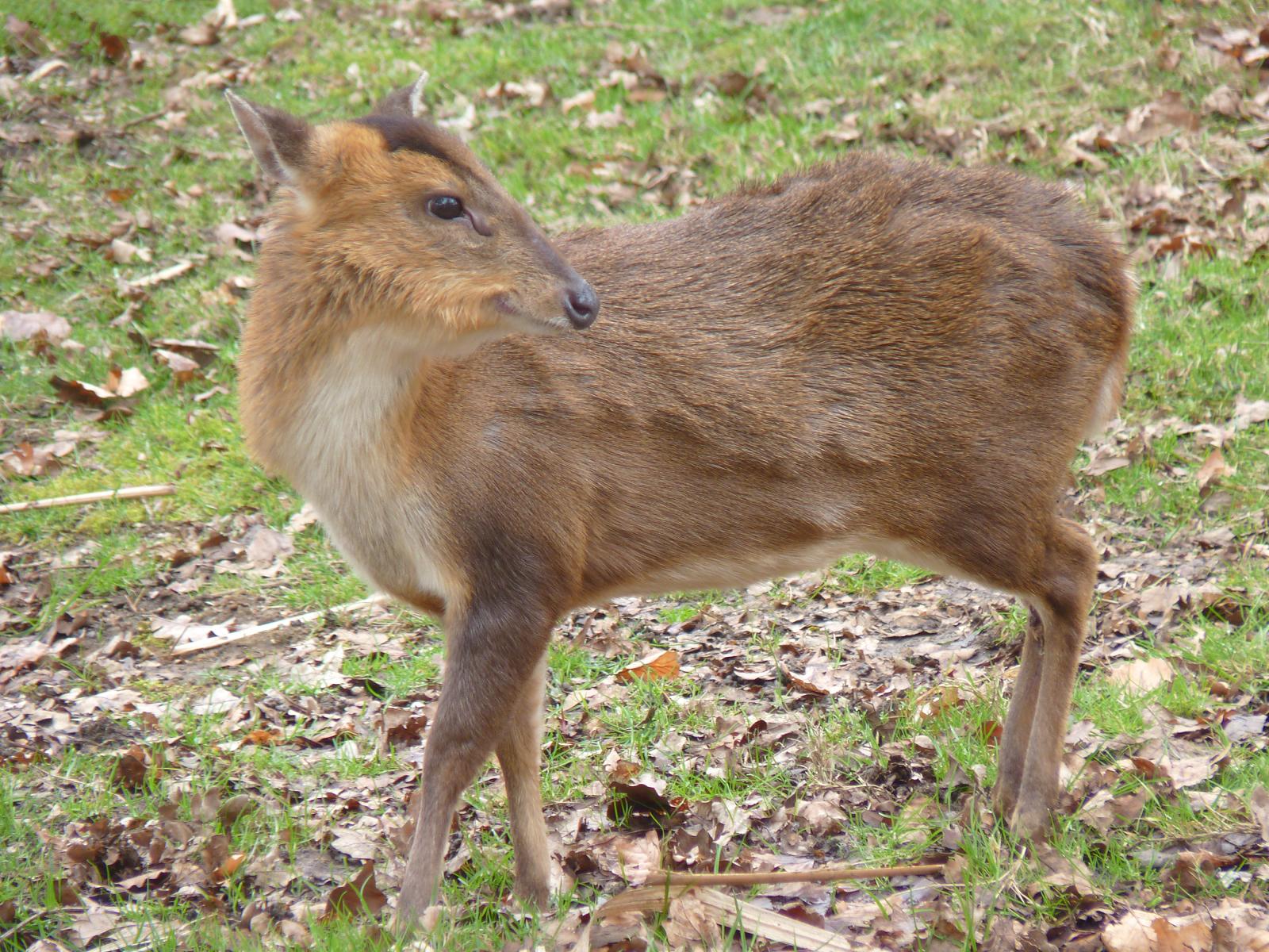 Muntjac Deer