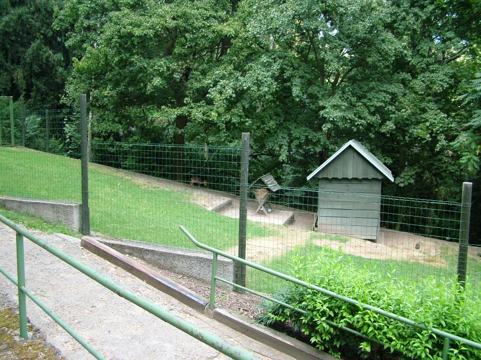 Muntjac Enclosure at Usti, 29/08/12