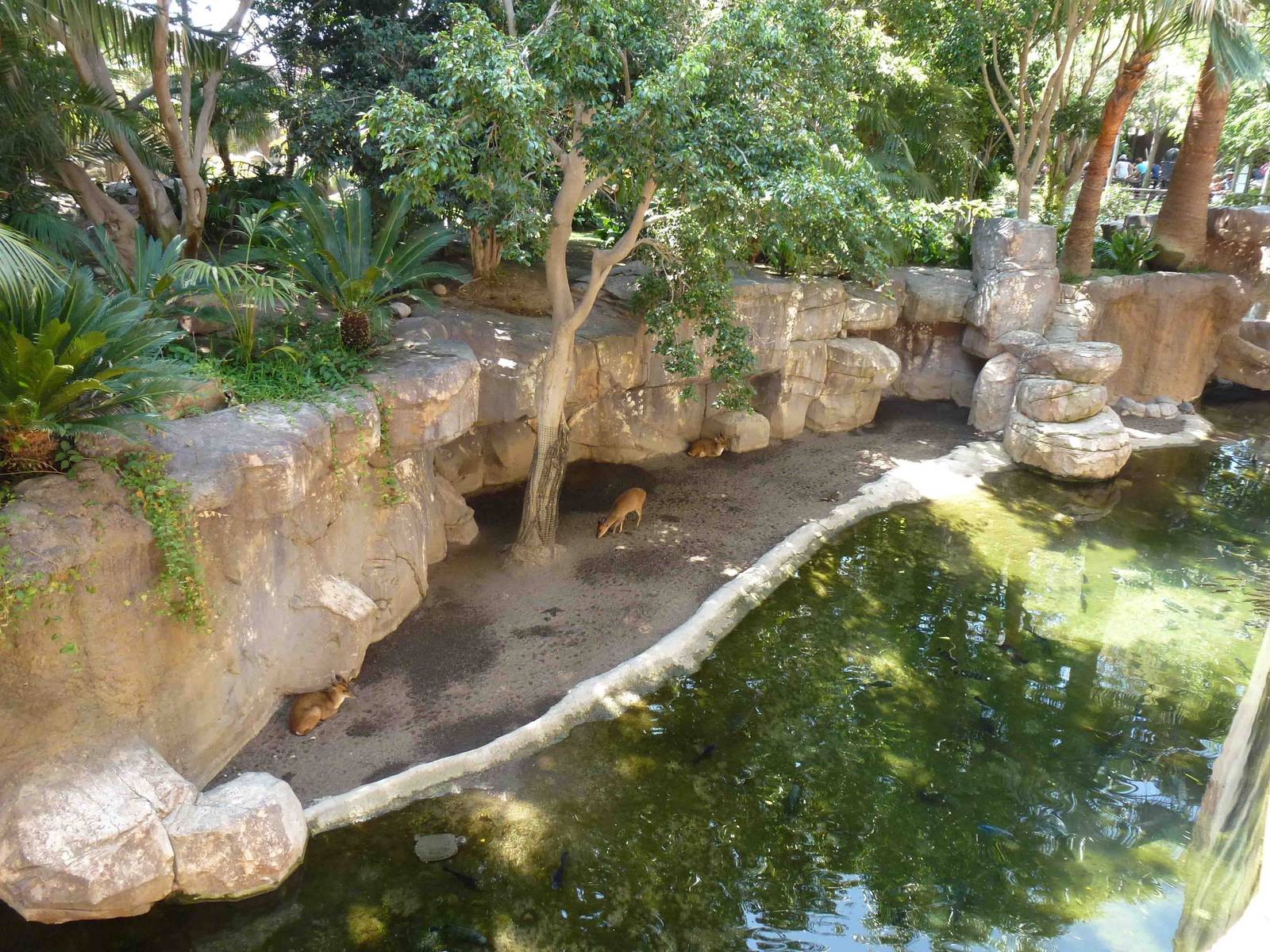 Muntjac enclosure, July 2013.