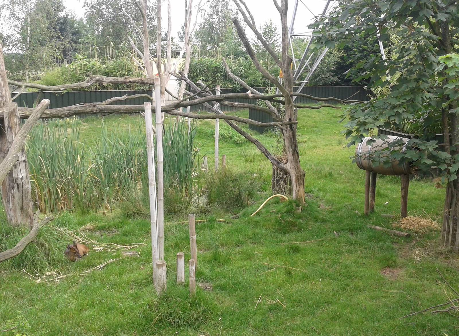 Muntjac enclosure