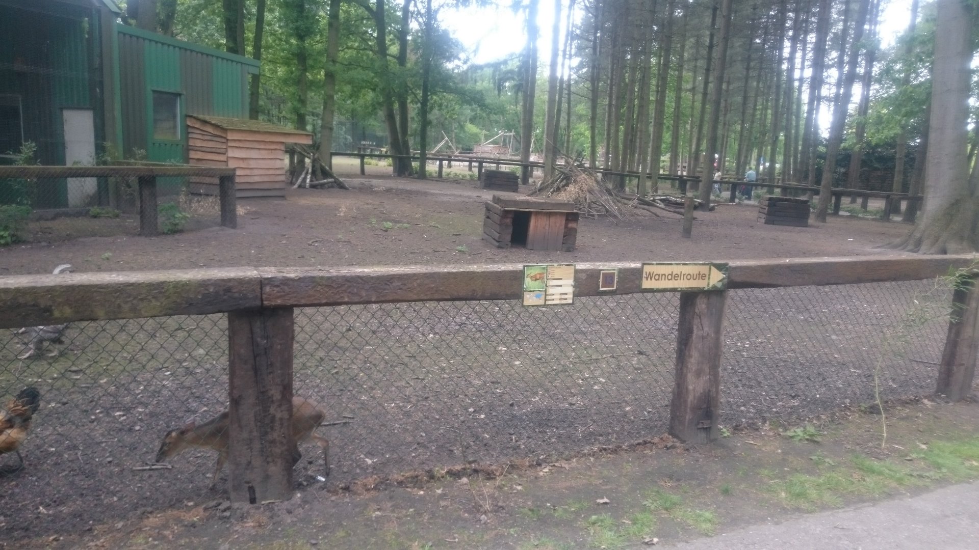 Muntjac-enclosure