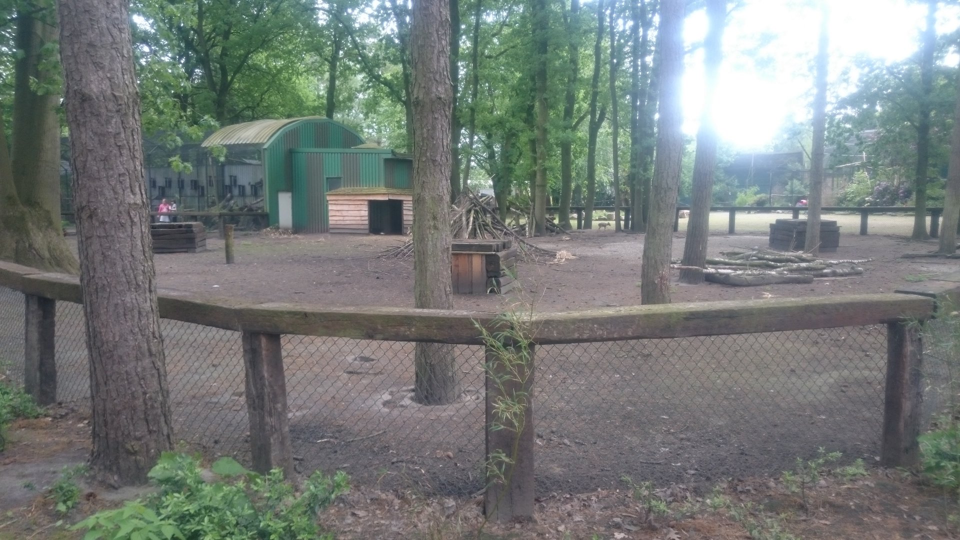 Muntjac-enclosure